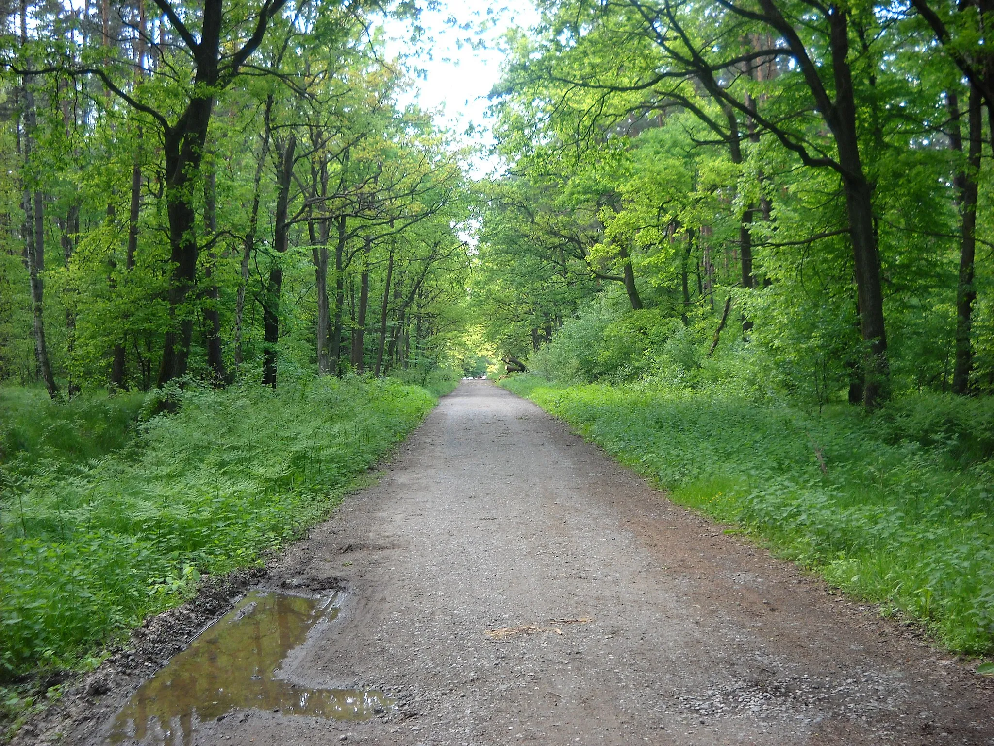 Photo showing: Krajobraz Puszczy Niepołomickiej