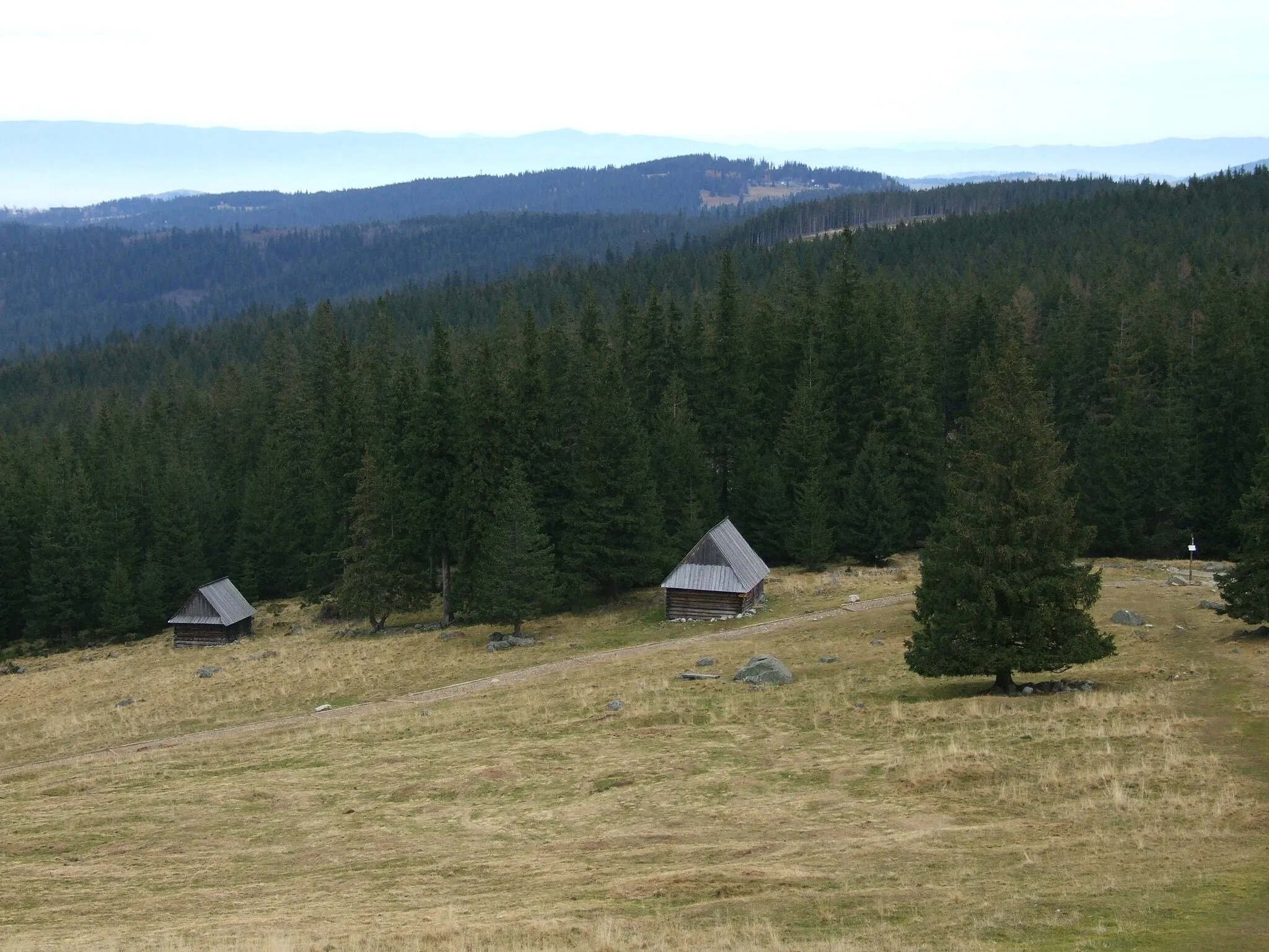 Photo showing: Widok z Rusinowej Polany na Cyrhlę nad Białką