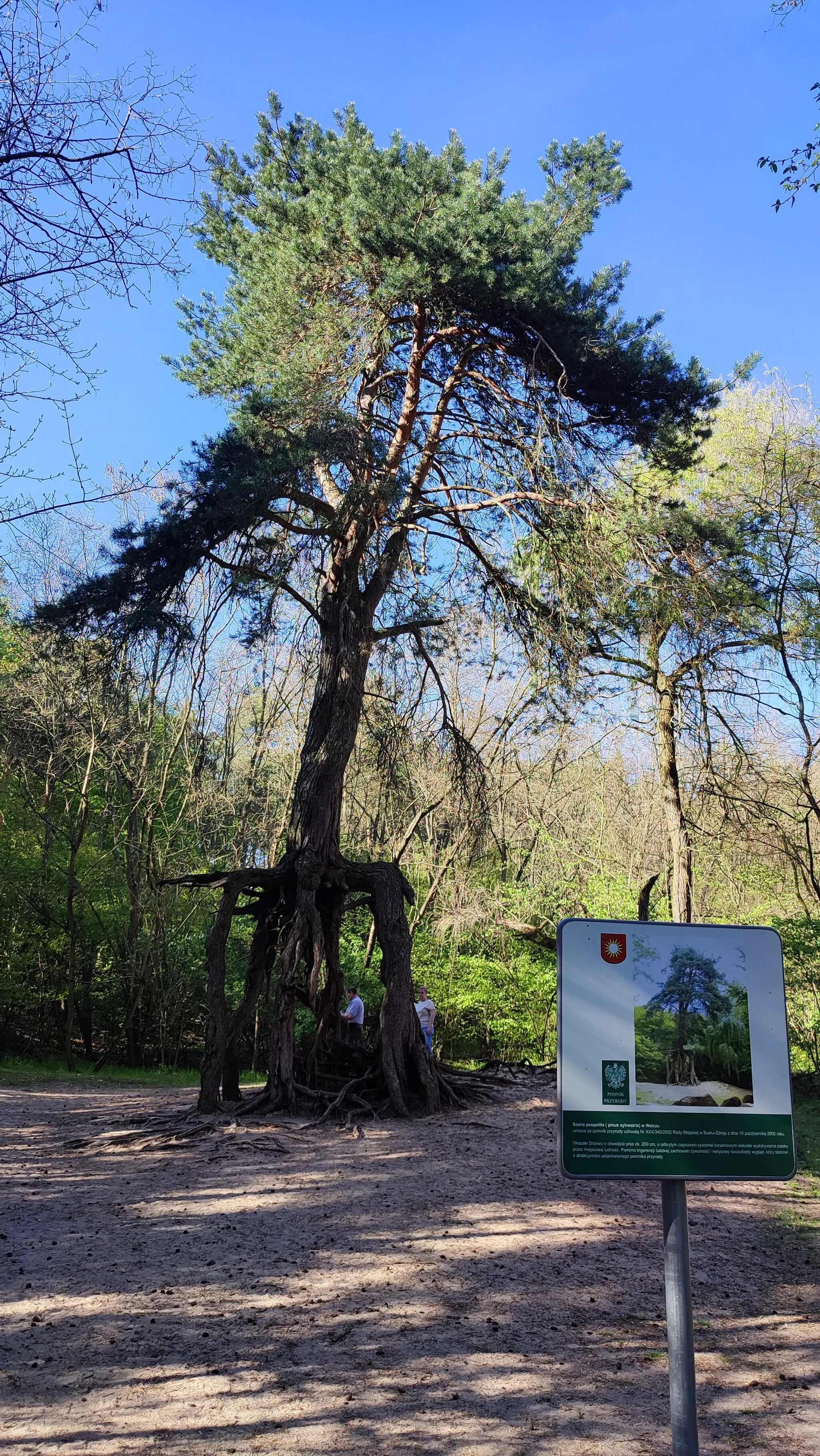 Photo showing: Pine on Stilts, Wełecz, Poland