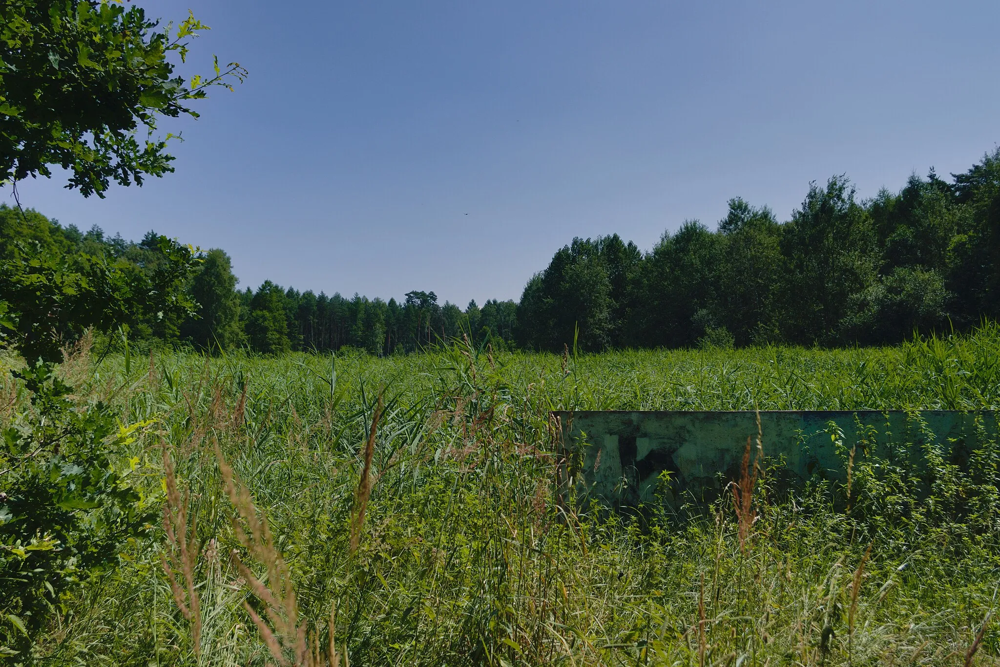 Photo showing: szuwar porastający zachodnie partie stawu w Ławkach, widok od strony ul. Murckowskiej, z prawej mur?/przegroda?