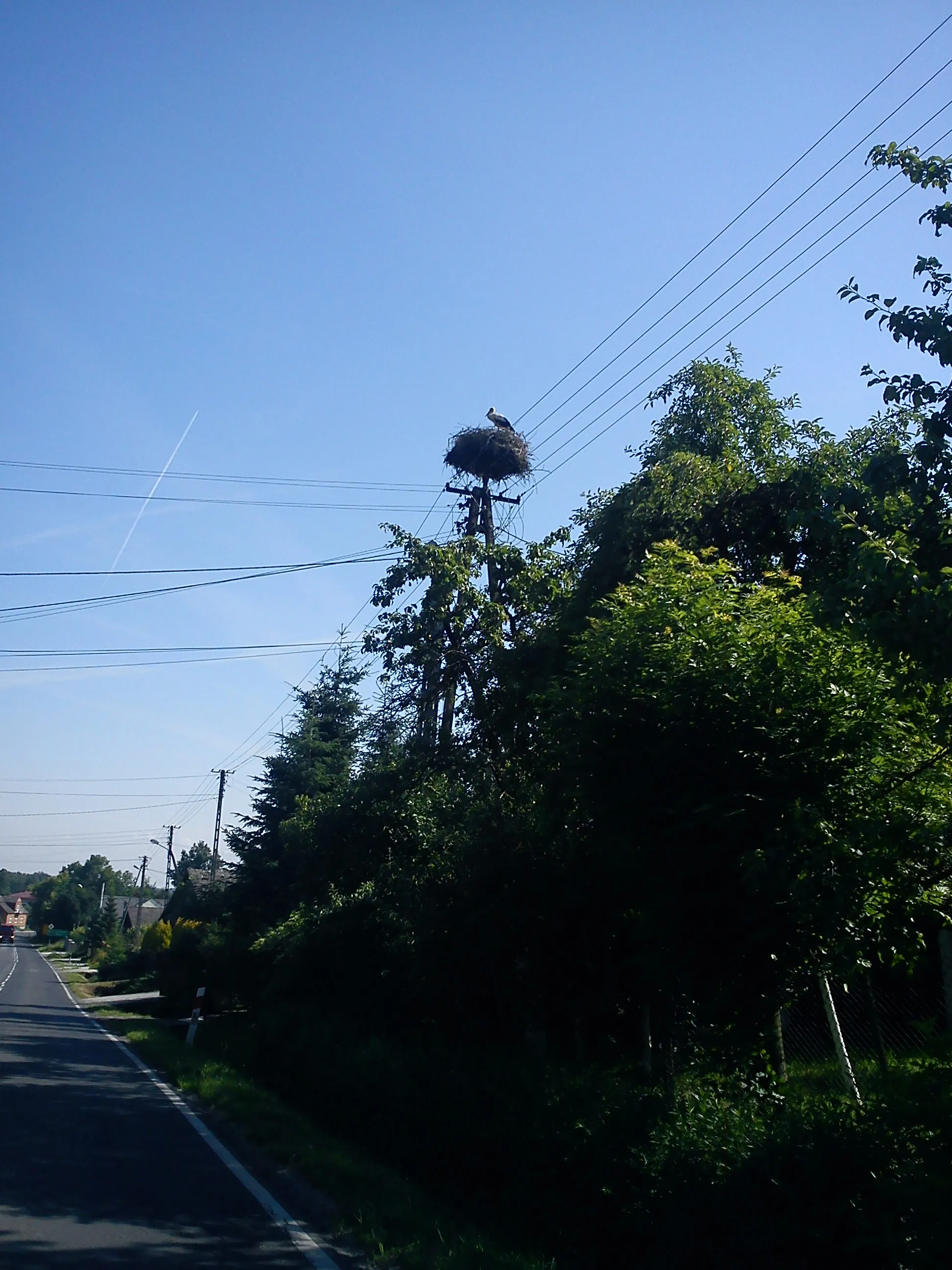 Photo showing: gniazdo bociana białego Mokrzyska Polska