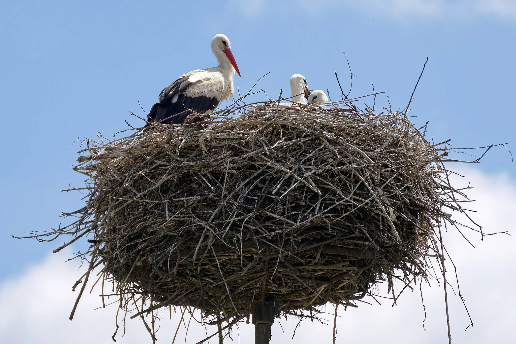 Photo showing: Stork nest with juvenile storks in Ispina, Lesser Poland Voivodeship
