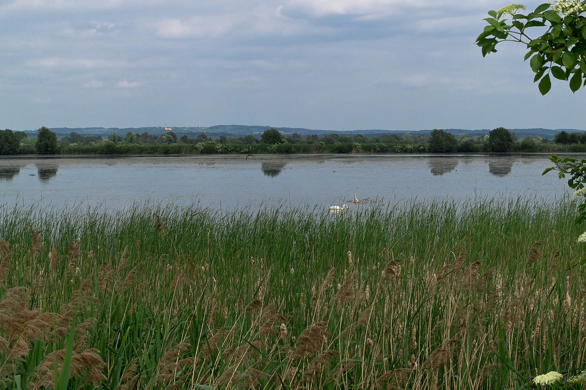 Photo showing: Staw Smolicki Stary