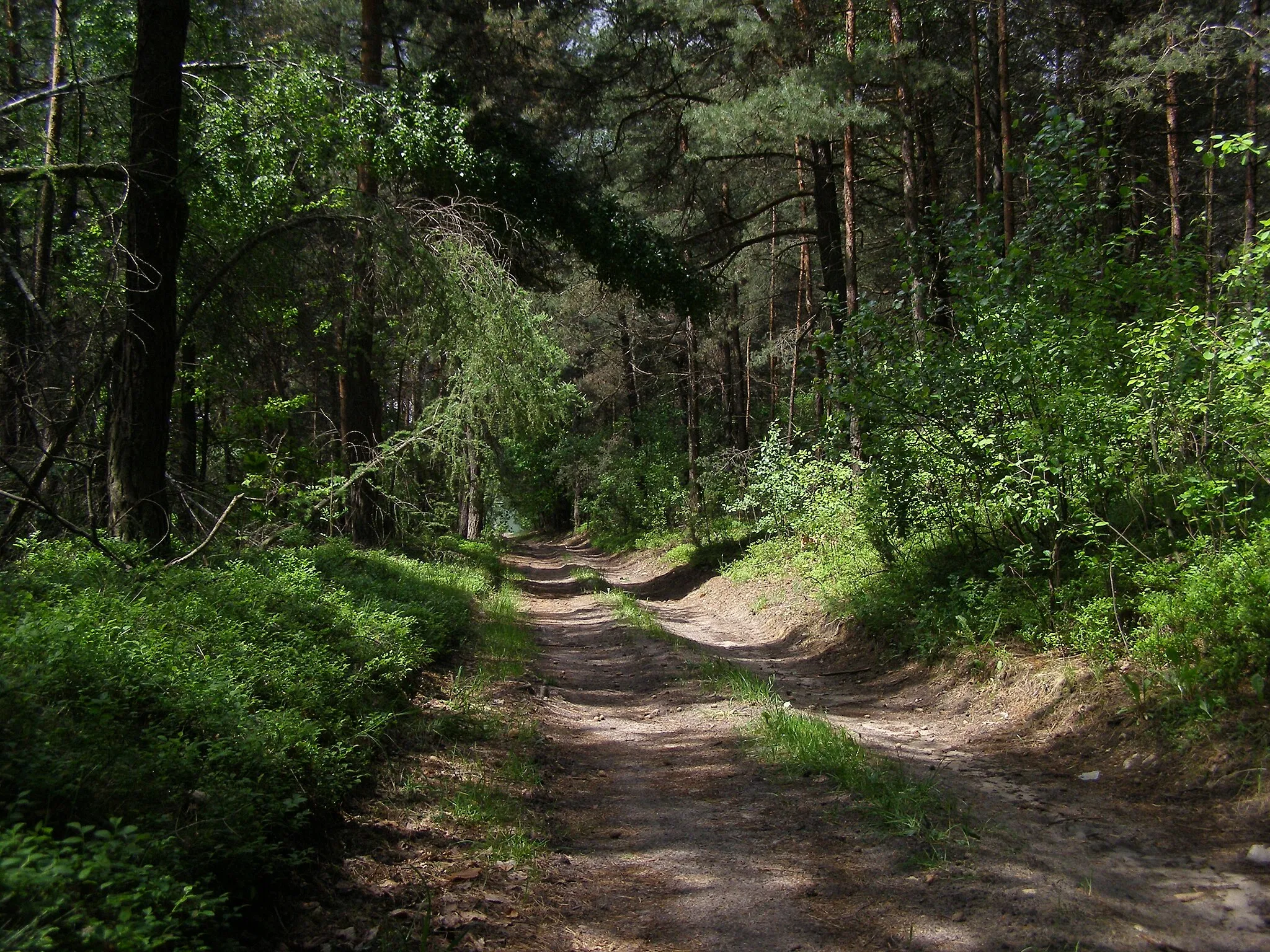Photo showing: Kosmolów - forest