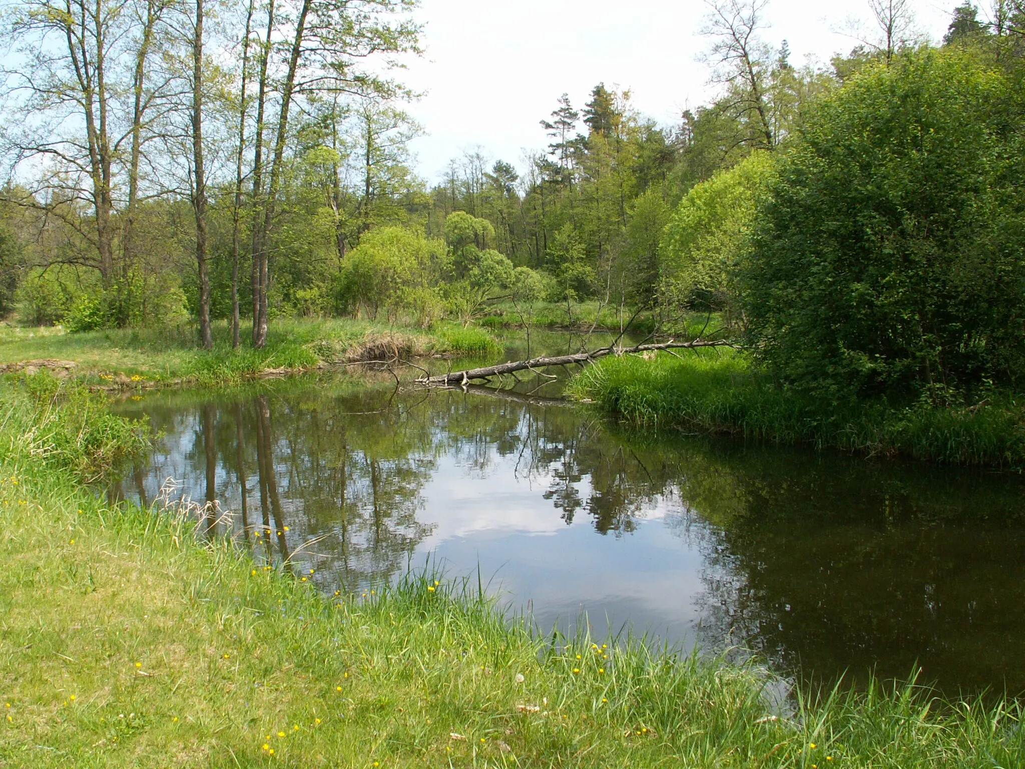 Photo showing: Kamionka river near Suchedniów(Poland)