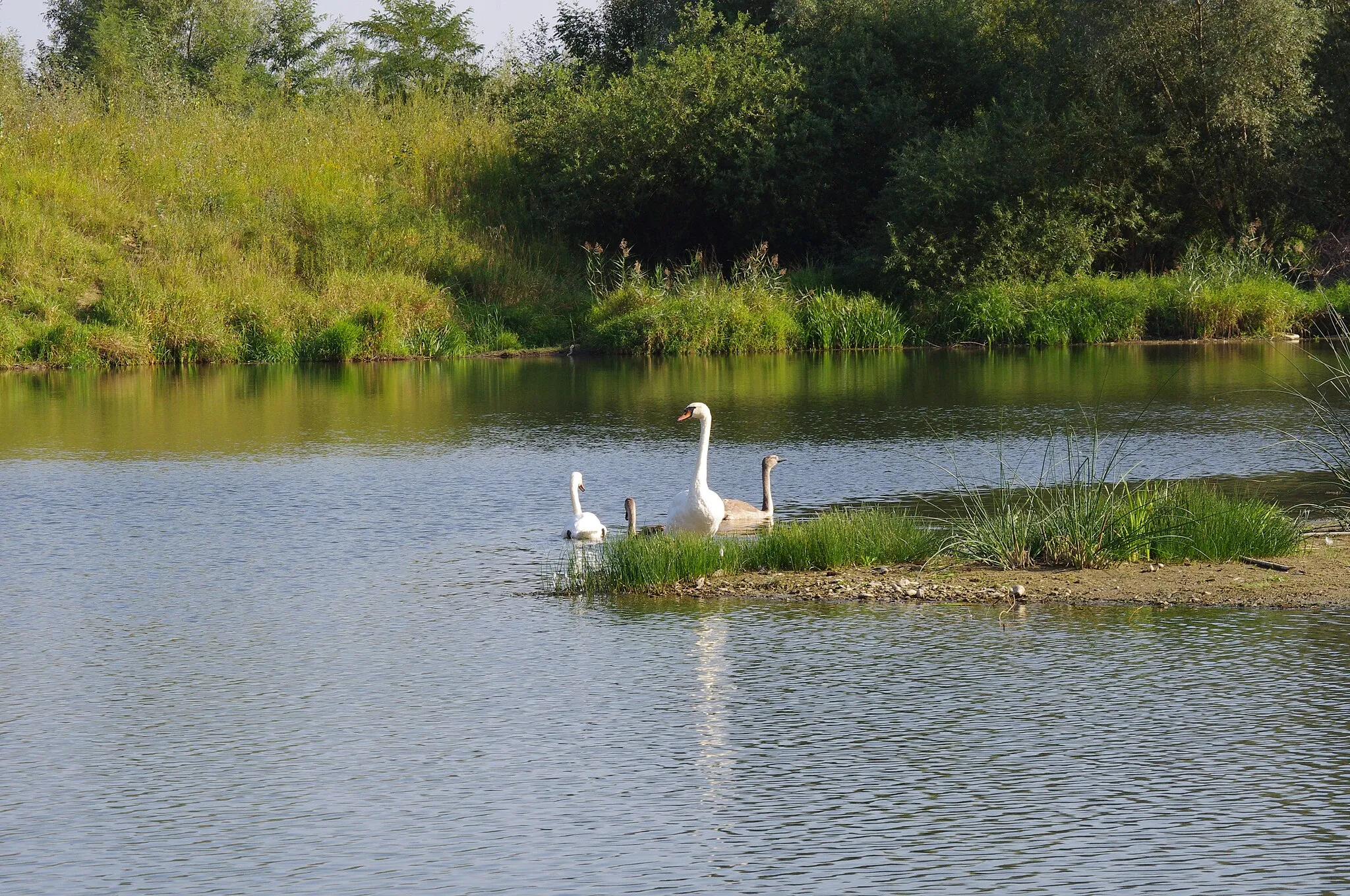 Photo showing: Łabędzie