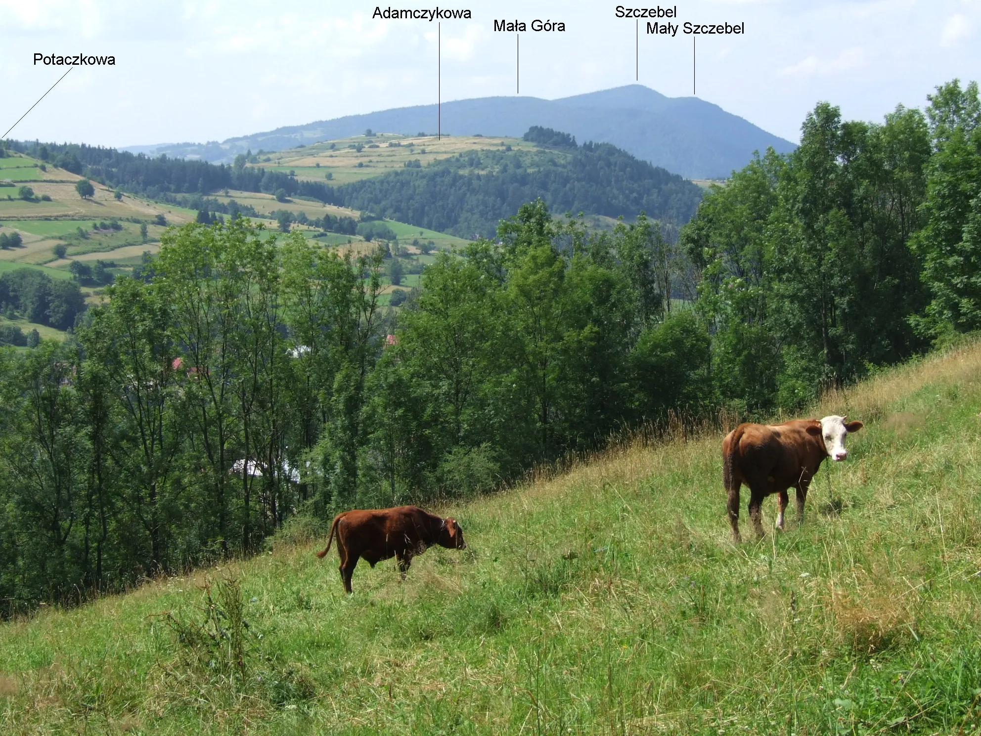 Photo showing: Widok z podnóży Spyrkowej