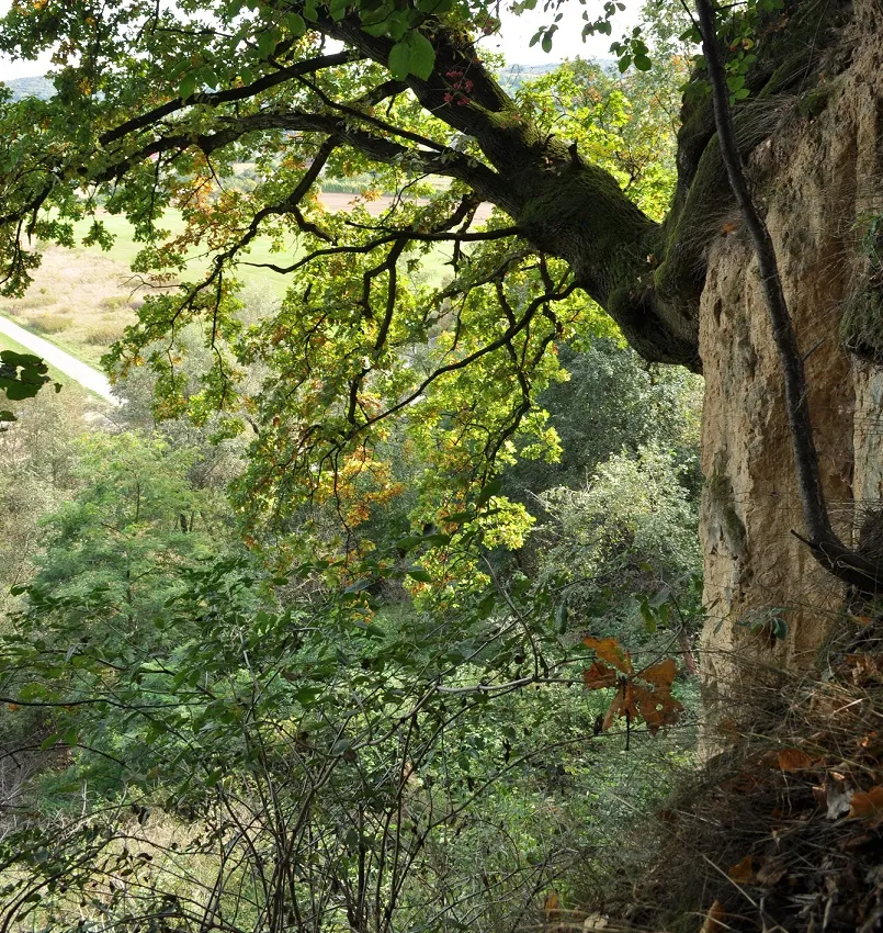 Photo showing: Las Skała w Koszycach Małych przywodzi na myśl Pieniny i Sokolicę. To miejsce zwane jest przez miejscowych Tarnowskie Pieniny.