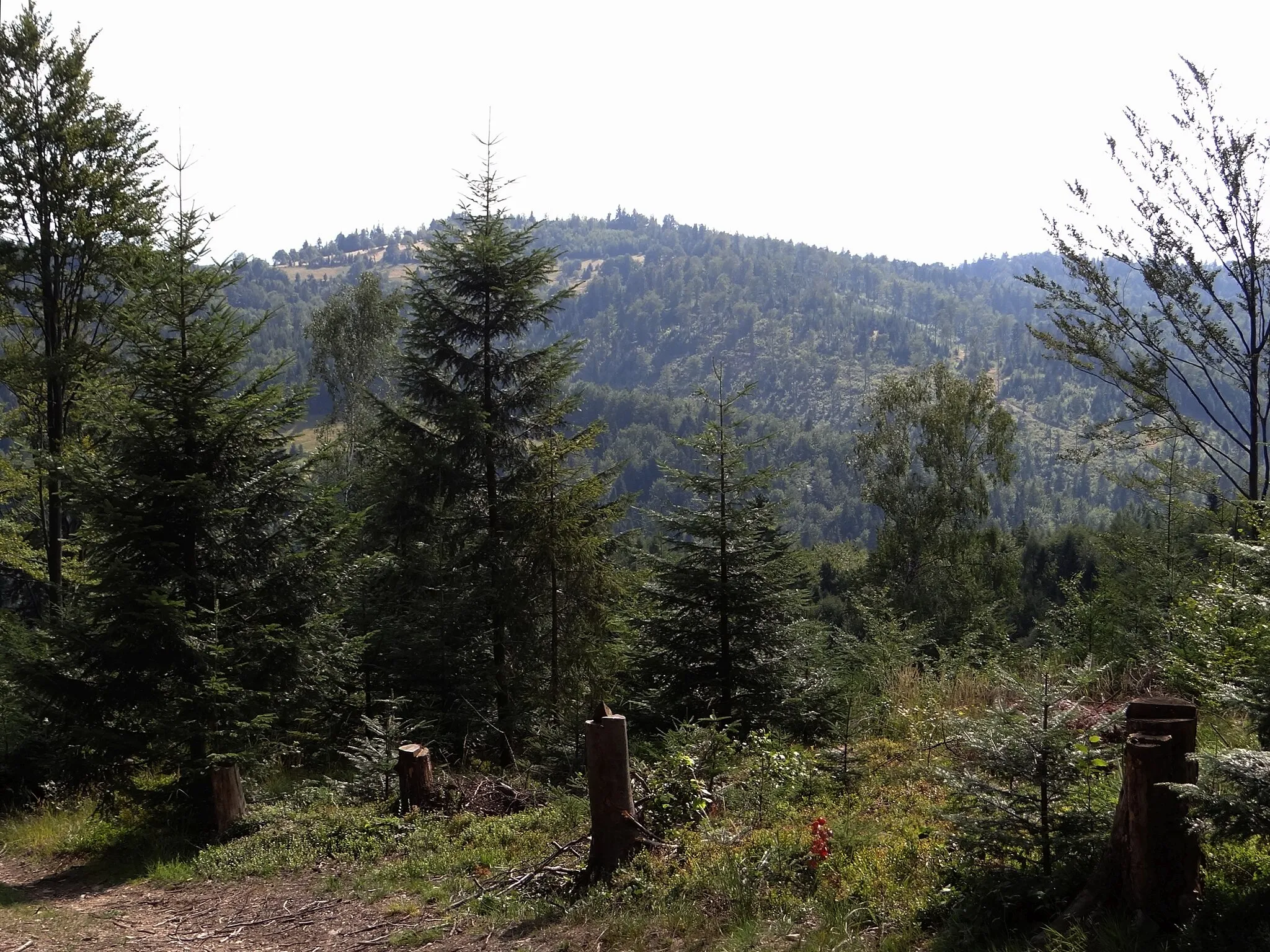 Photo showing: Gibasówka, widok z północnej strony (z żółtego szlaku obok Chatki pod Potrójną)