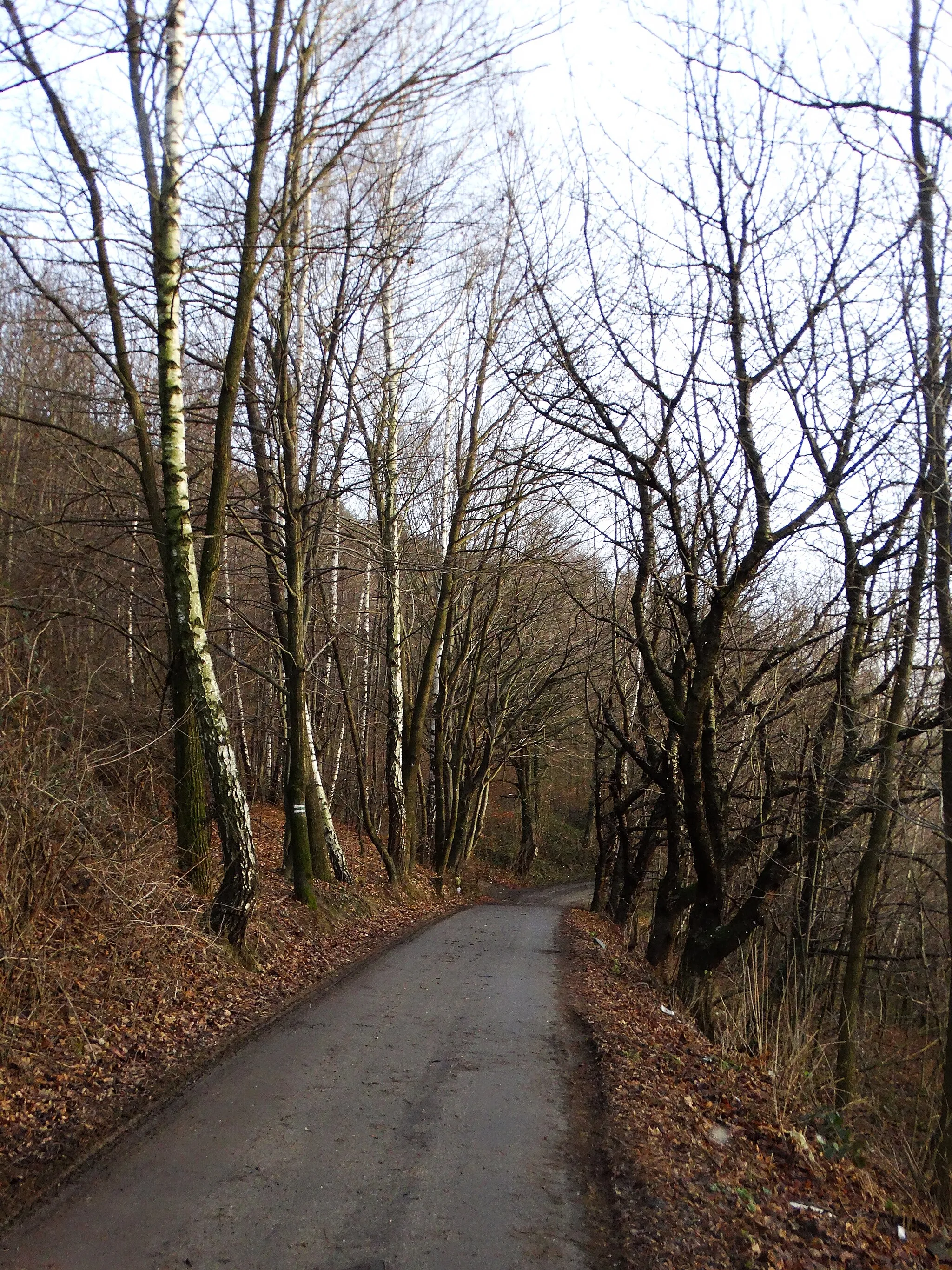 Photo showing: Piaski Drużków, surroundings of Głowaczka hill
