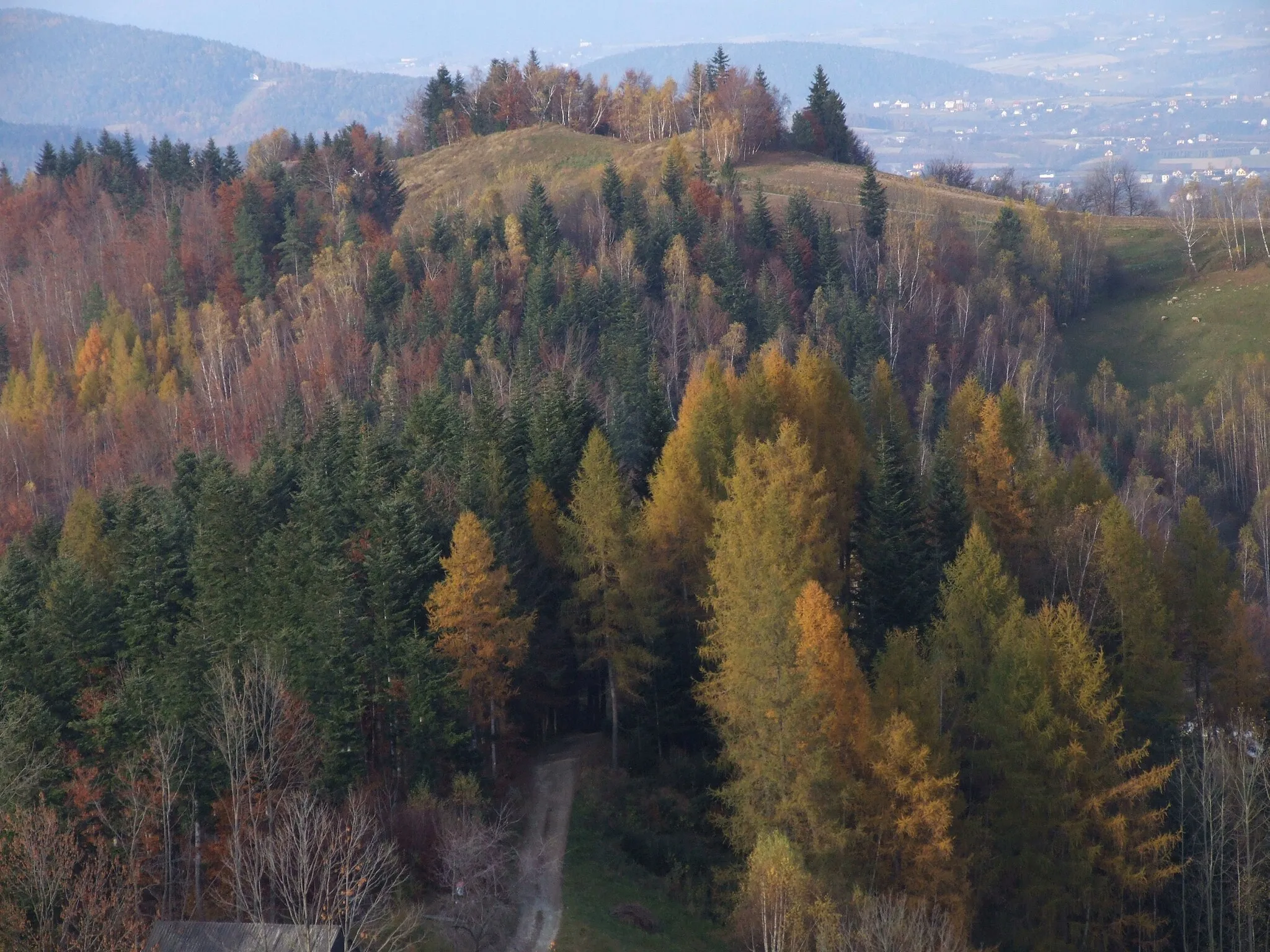 Photo showing: Cebulówka w Paśmie Radziejowej (miejscowość Brzyna)