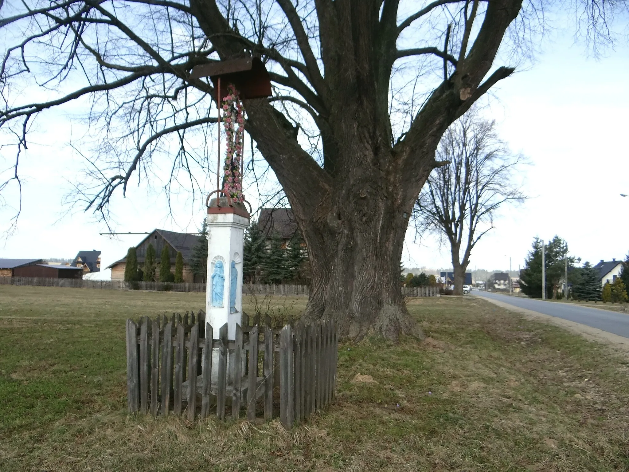 Photo showing: Ratułów. Pomnik przyrody