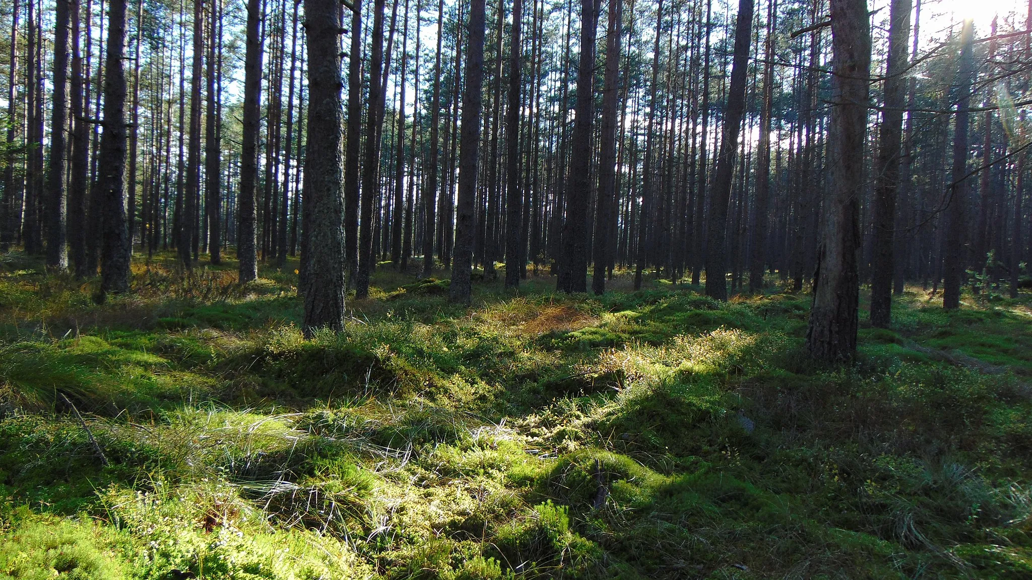 Photo showing: This is a photography of protected area with CRFOP ID