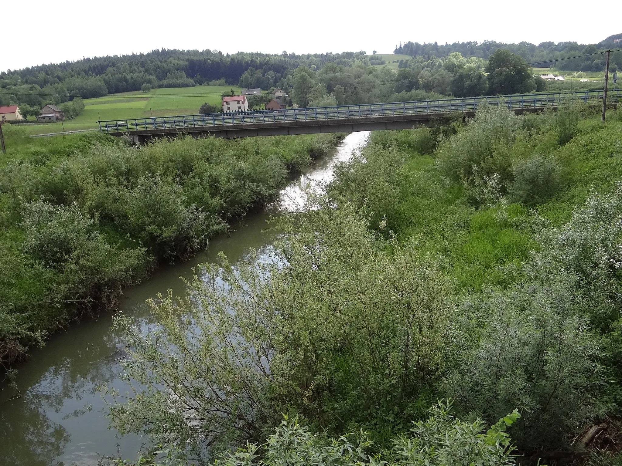 Photo showing: Jasienianka w Chodoprowej