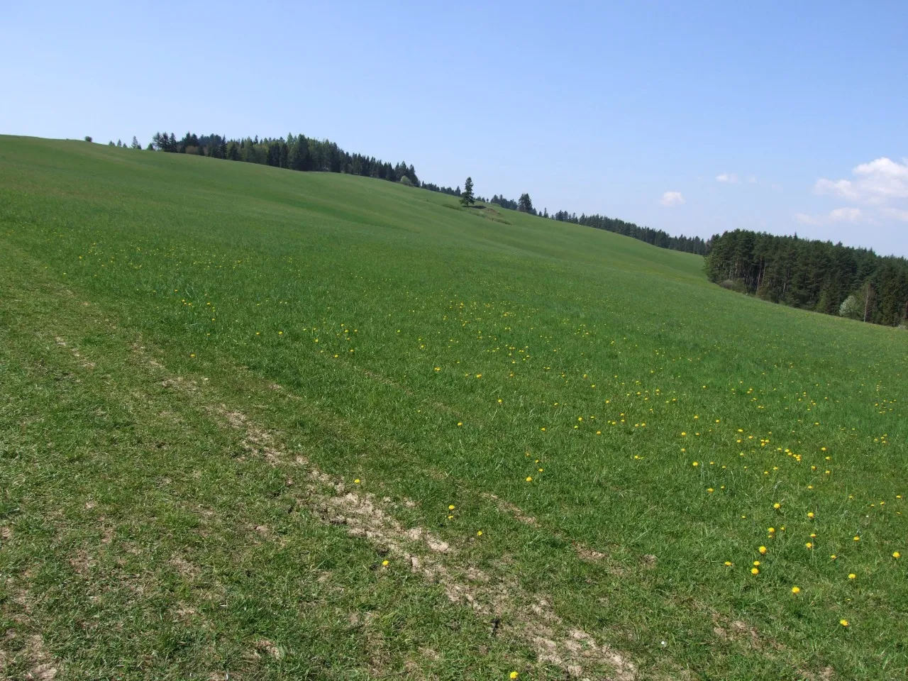 Photo showing: Polana Cisówka w Pieninach Spiskich