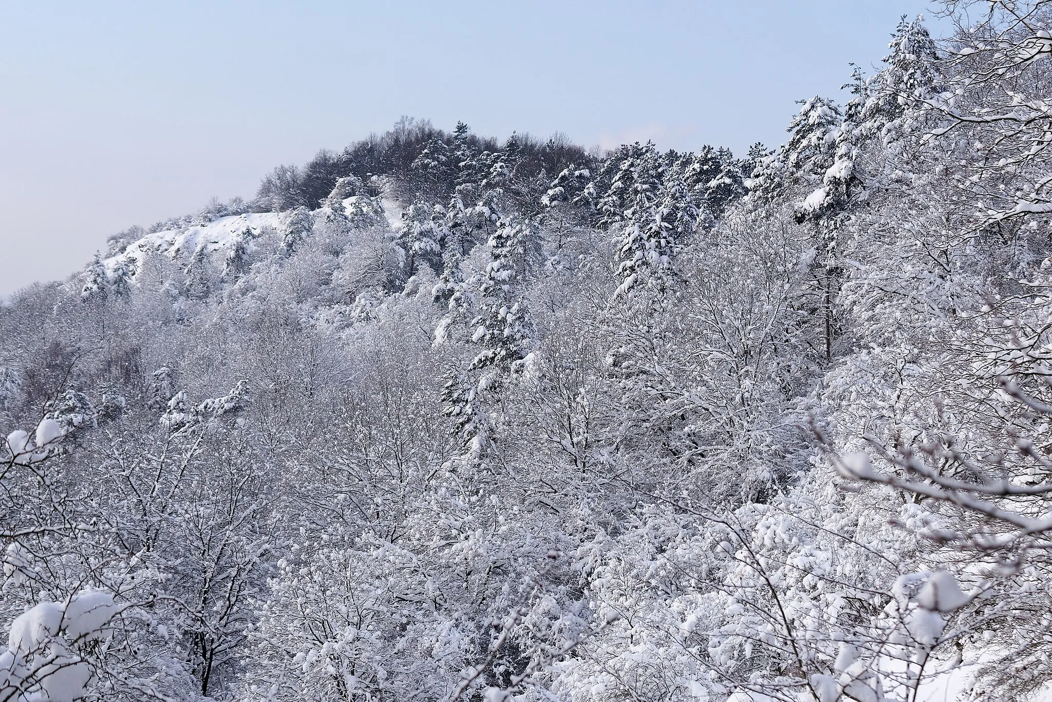 Photo showing: Forest in Kajasówka nature reserve