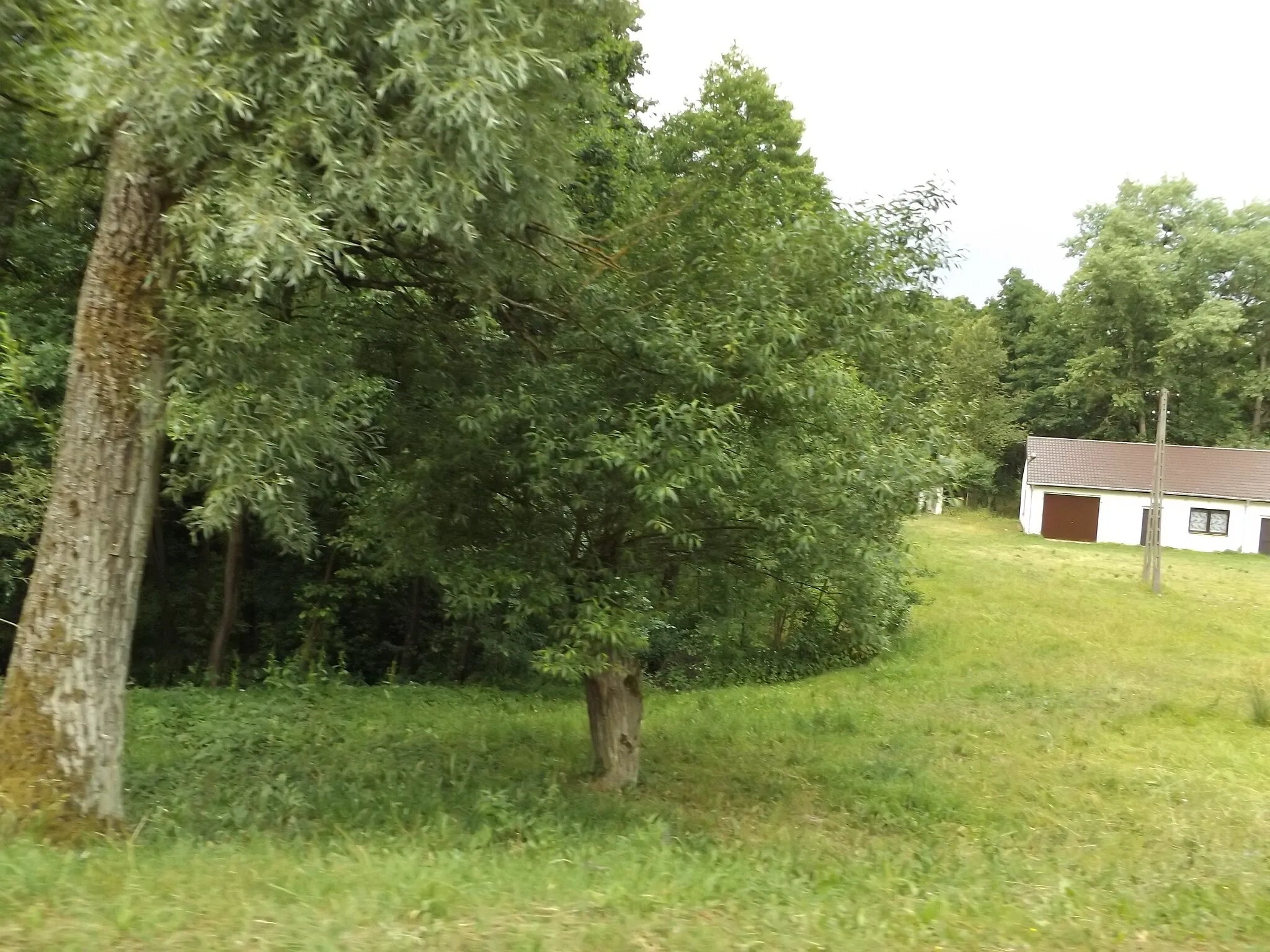 Photo showing: Las doliny Strugi (dopływ Wisły k. Wyszogrodu) przy domu nr 32 w Bolinie w 2015 r.