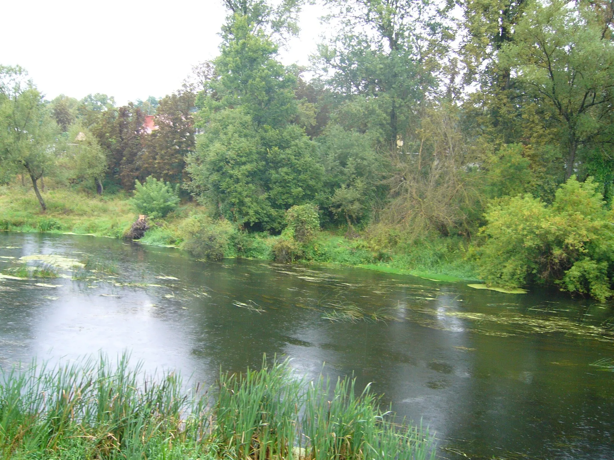 Photo showing: rzeka Wkra nieopodal Bolęcina