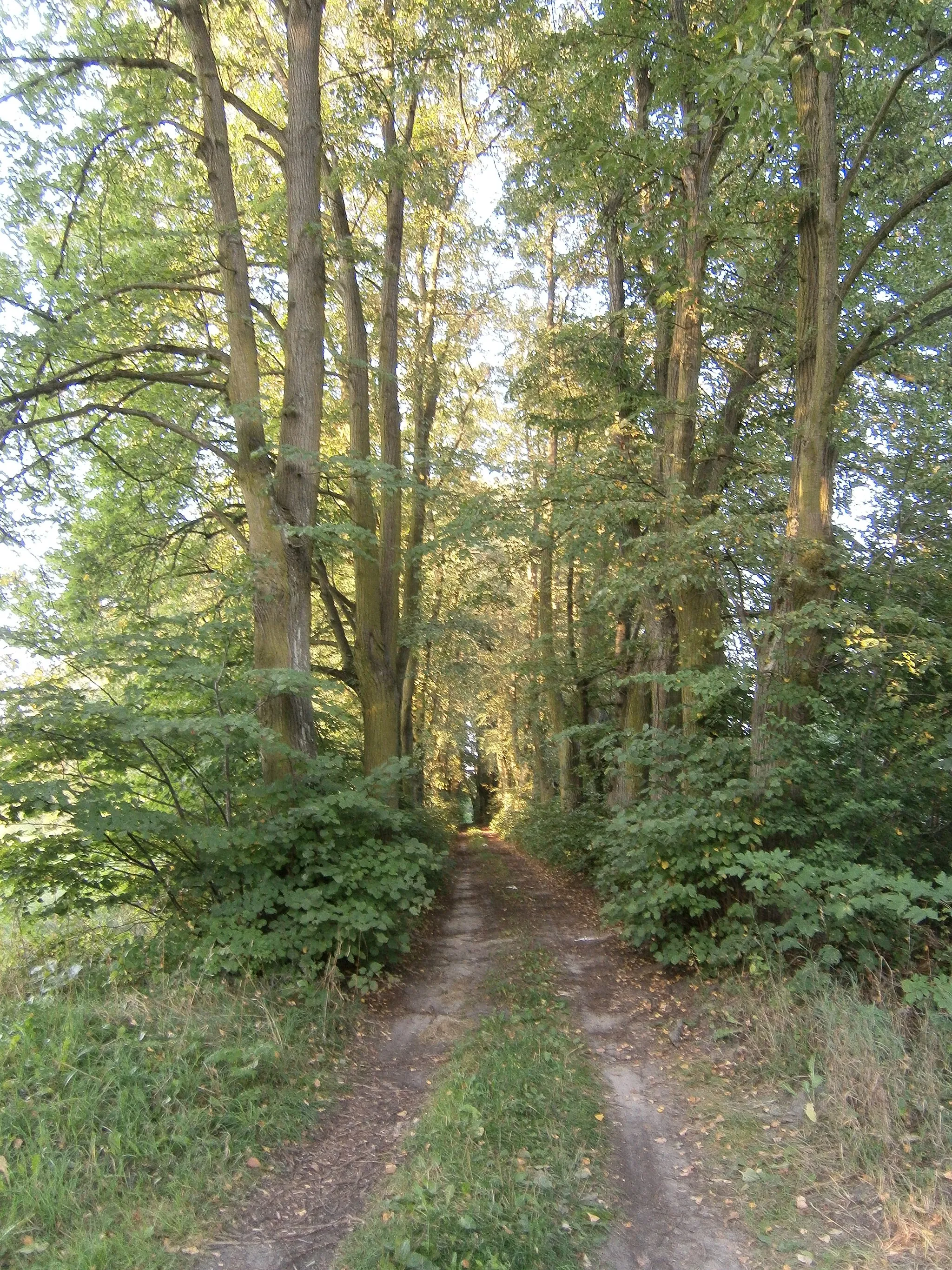 Photo showing: Aleja lipowa z II połowy XIX wieku w Kucharach Żydowskich