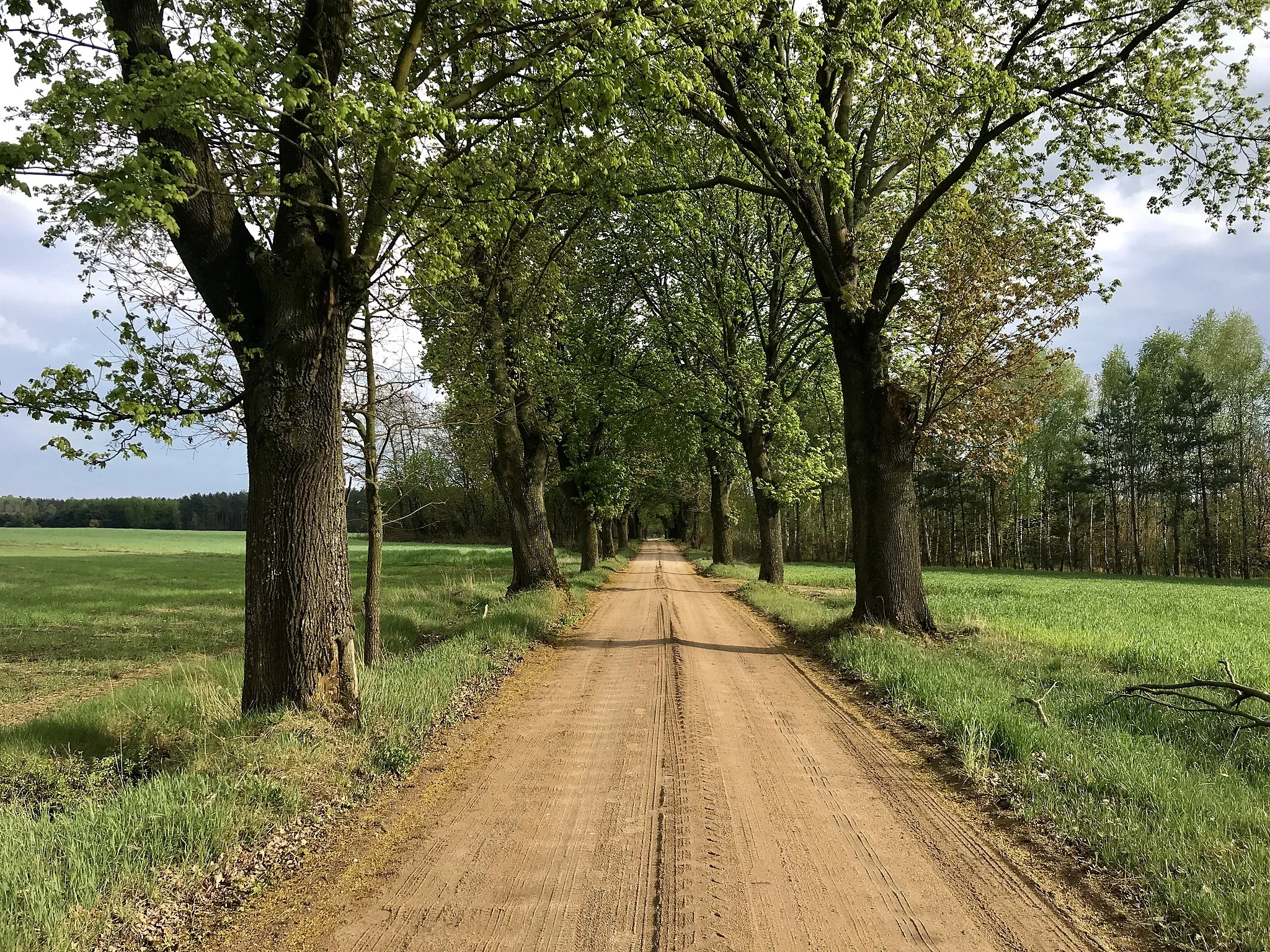 Photo showing: Droga powiatowa z Nowego Miasto do Cieksyna przebiegająca przez Miszewo B. Zdjęcie wykonane wiosną 2020.