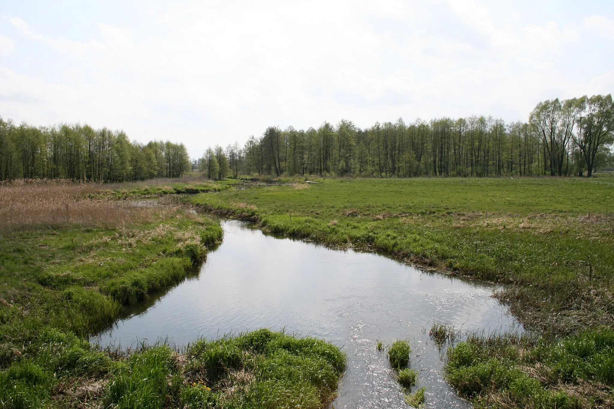 Photo showing: River Stara Rzeka in Krześlin