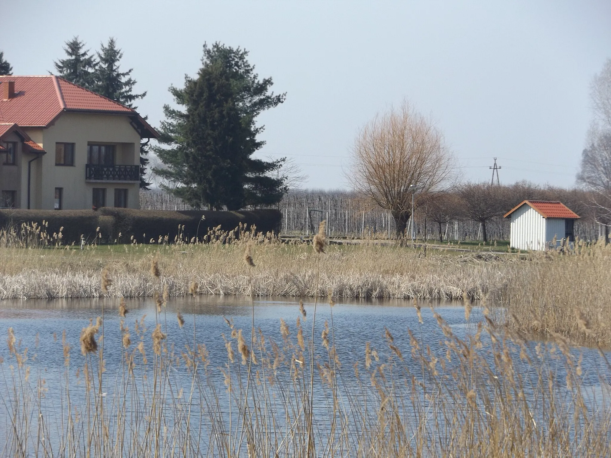 Photo showing: Źródło (południowa strona stawu) rzeki Żurawianki Prawej w Srebrnej (gmina Naruszewo) w 2015 r.