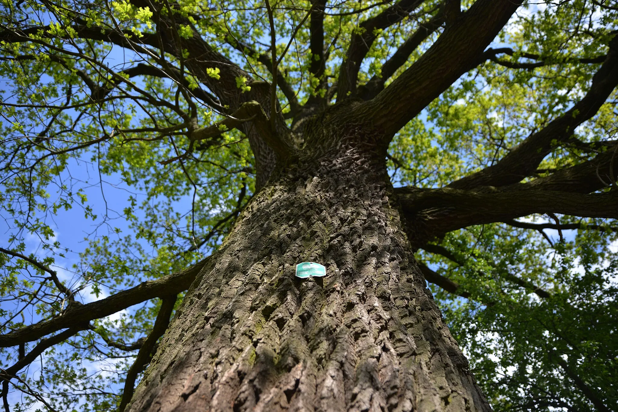 Photo showing: This photograph shows a natural monument of Poland registered under number