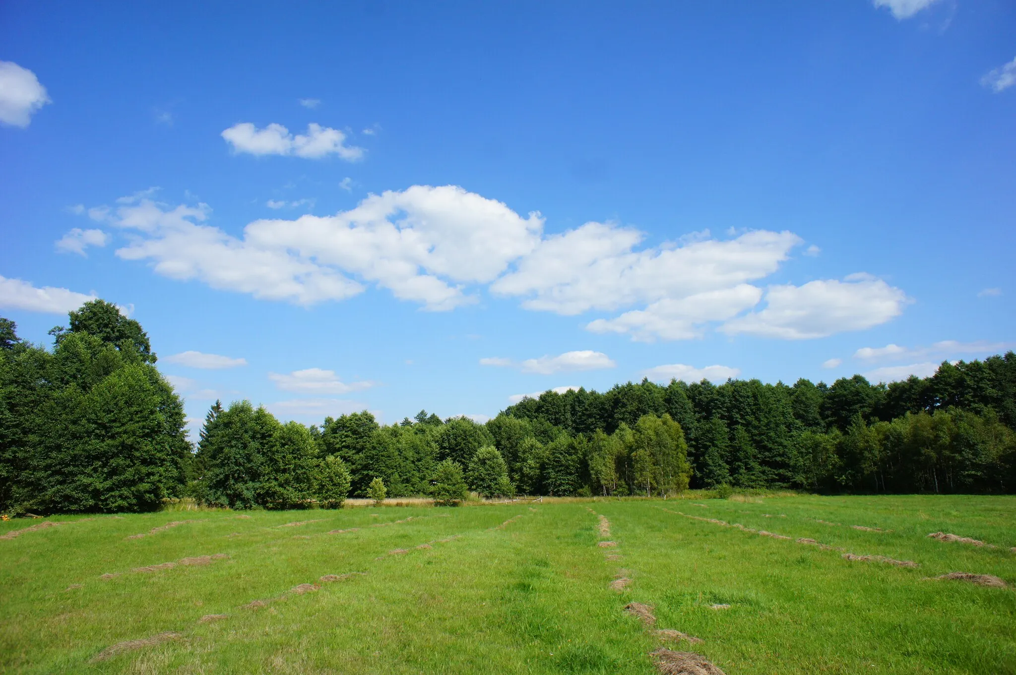Photo showing: Kruki gmina Mrozy - polana w lesie