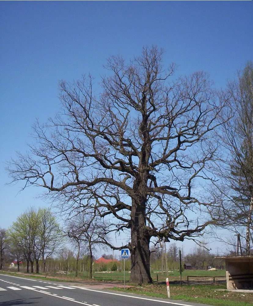 Photo showing: Quercus robur - Chełmoński oak - monument of nature in Korytów, Poland.