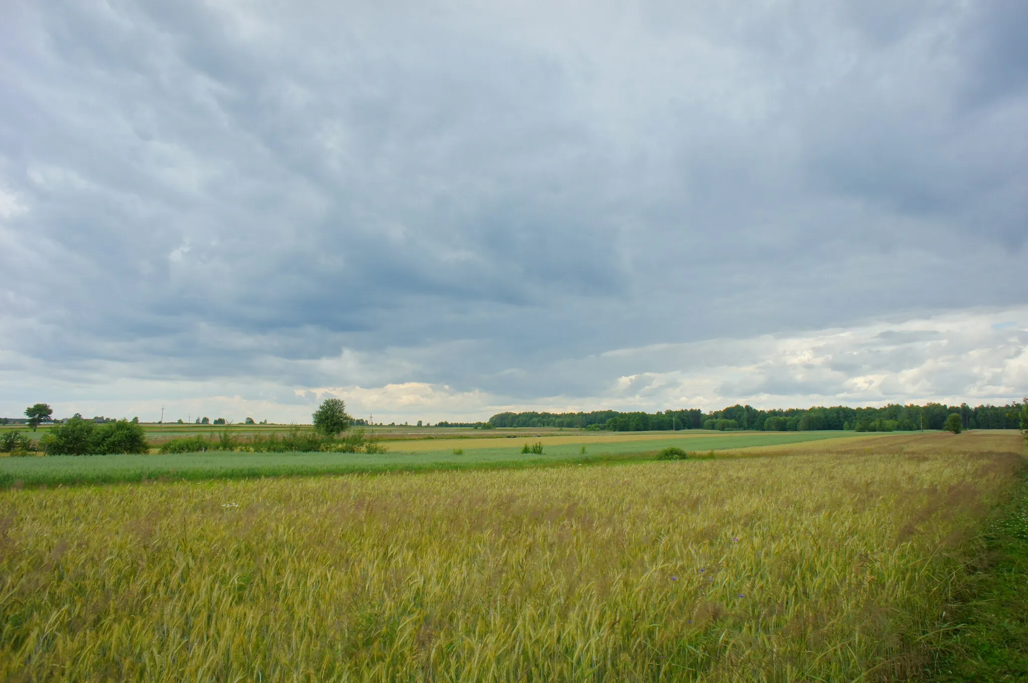 Photo showing: Czarna, powiat miński