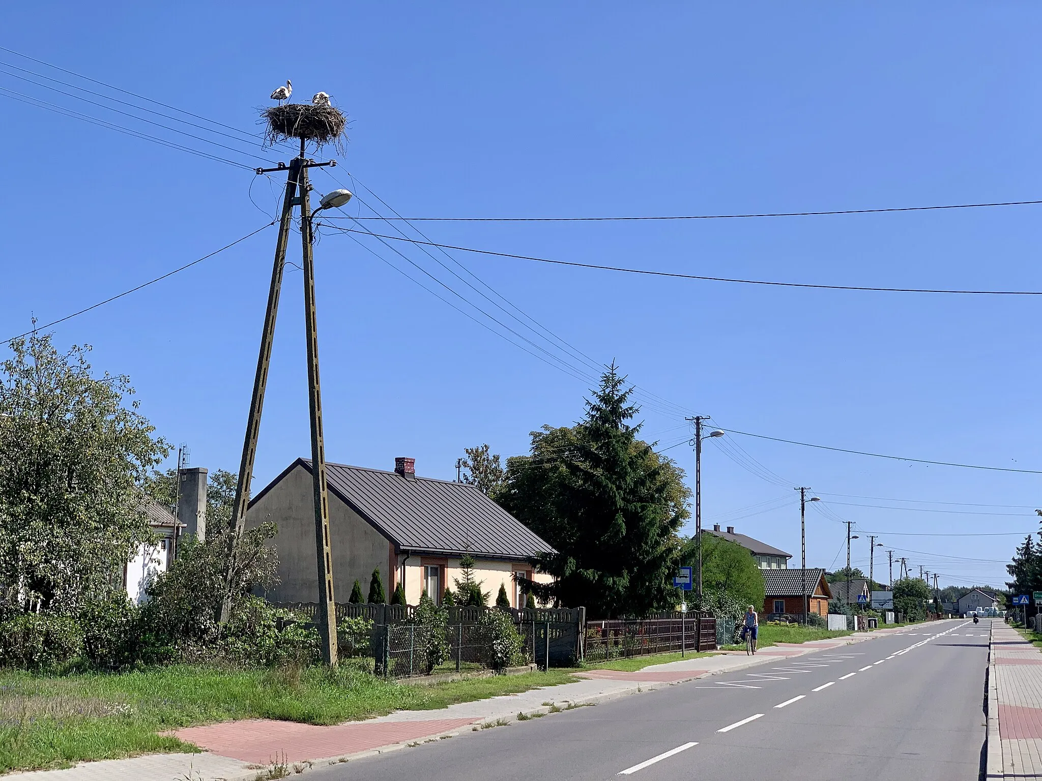 Photo showing: Voivodeship road 801 and Ciconia ciconia in Pawłowice, Lublin Voivodeship, Poland