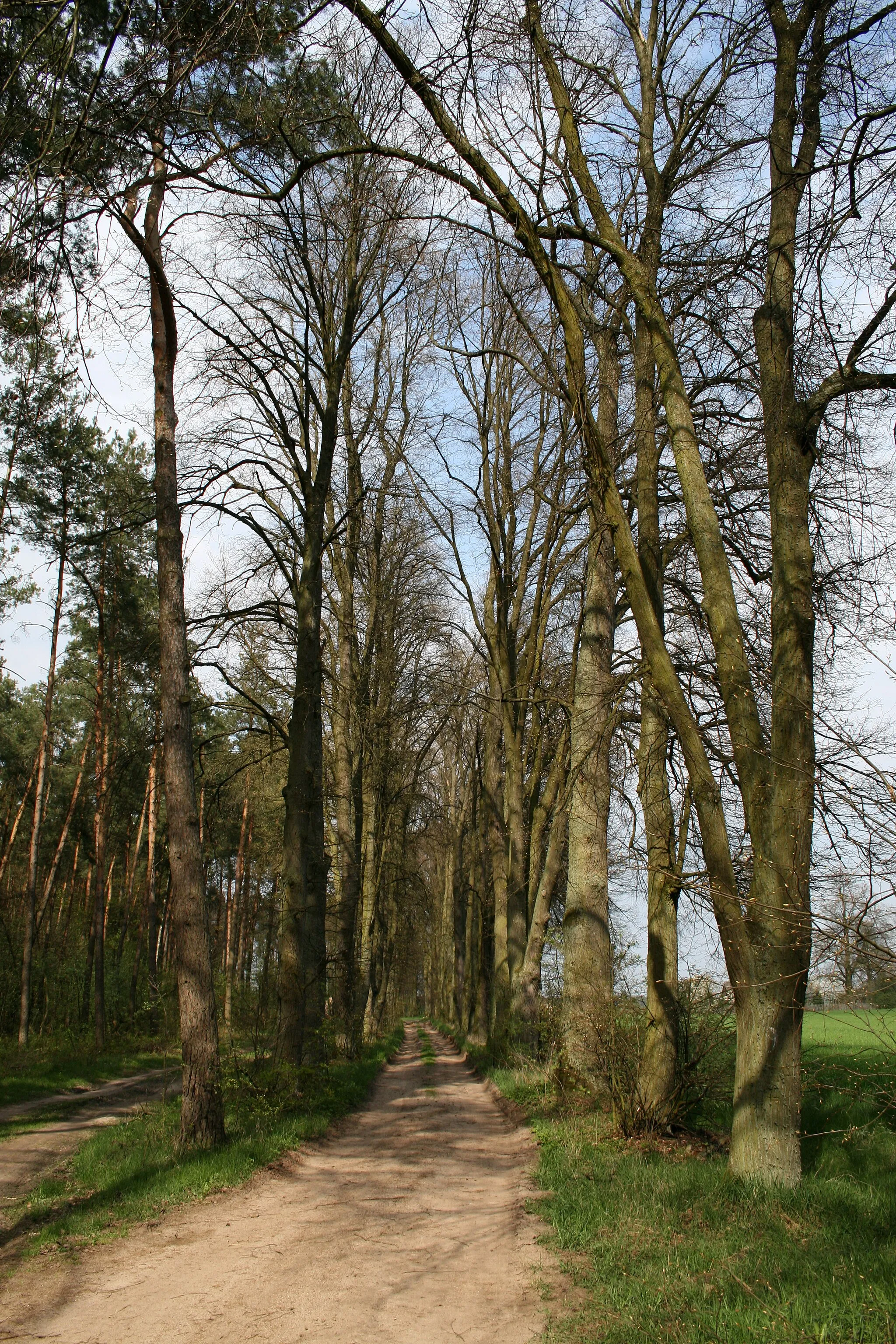 Photo showing: Natural monument 'Aleja Zabytkowa' near Gręzówka, województwo lubelskie