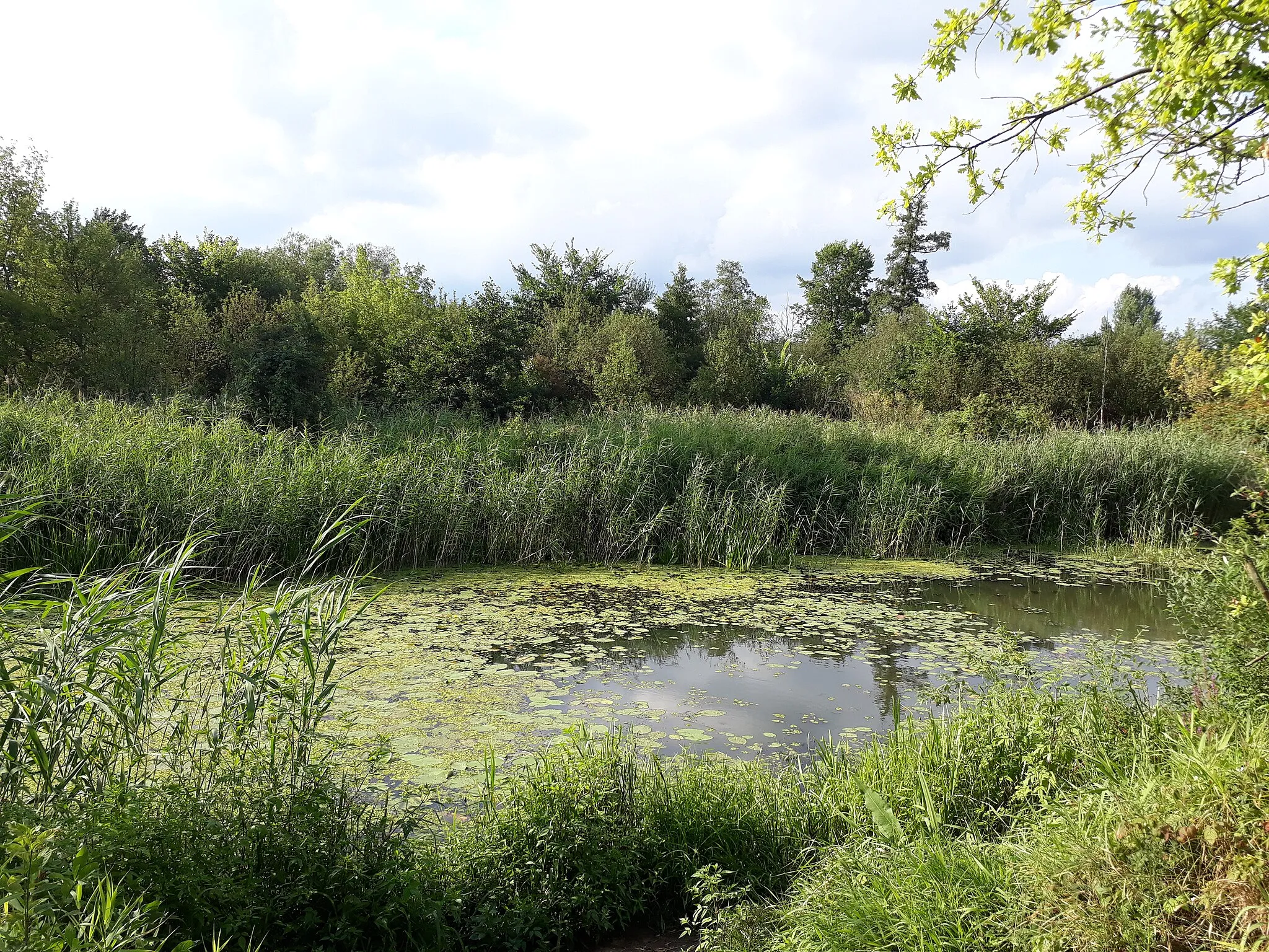 Photo showing: Pilica, starorzecze we wsi Brzeźce