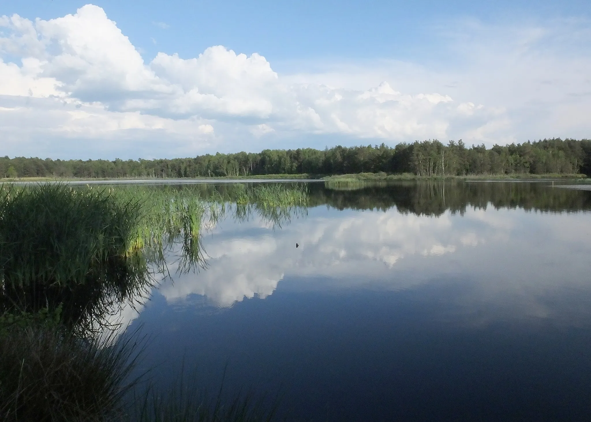 Photo showing: Staw Jagodny w Helenowie koło Zwolenia