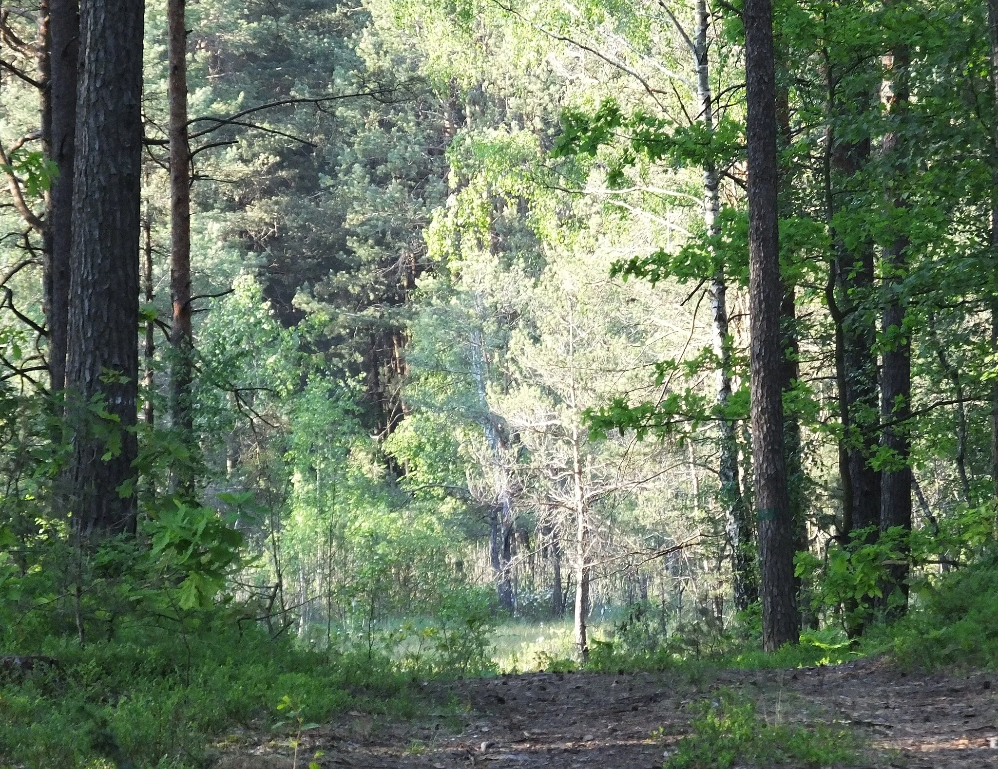 Photo showing: Las otaczający jedno z torfowisk rezerwatu Ługi Helenowskie w Nadleśnictwie Zwoleń w Puszczy Kozienickiej