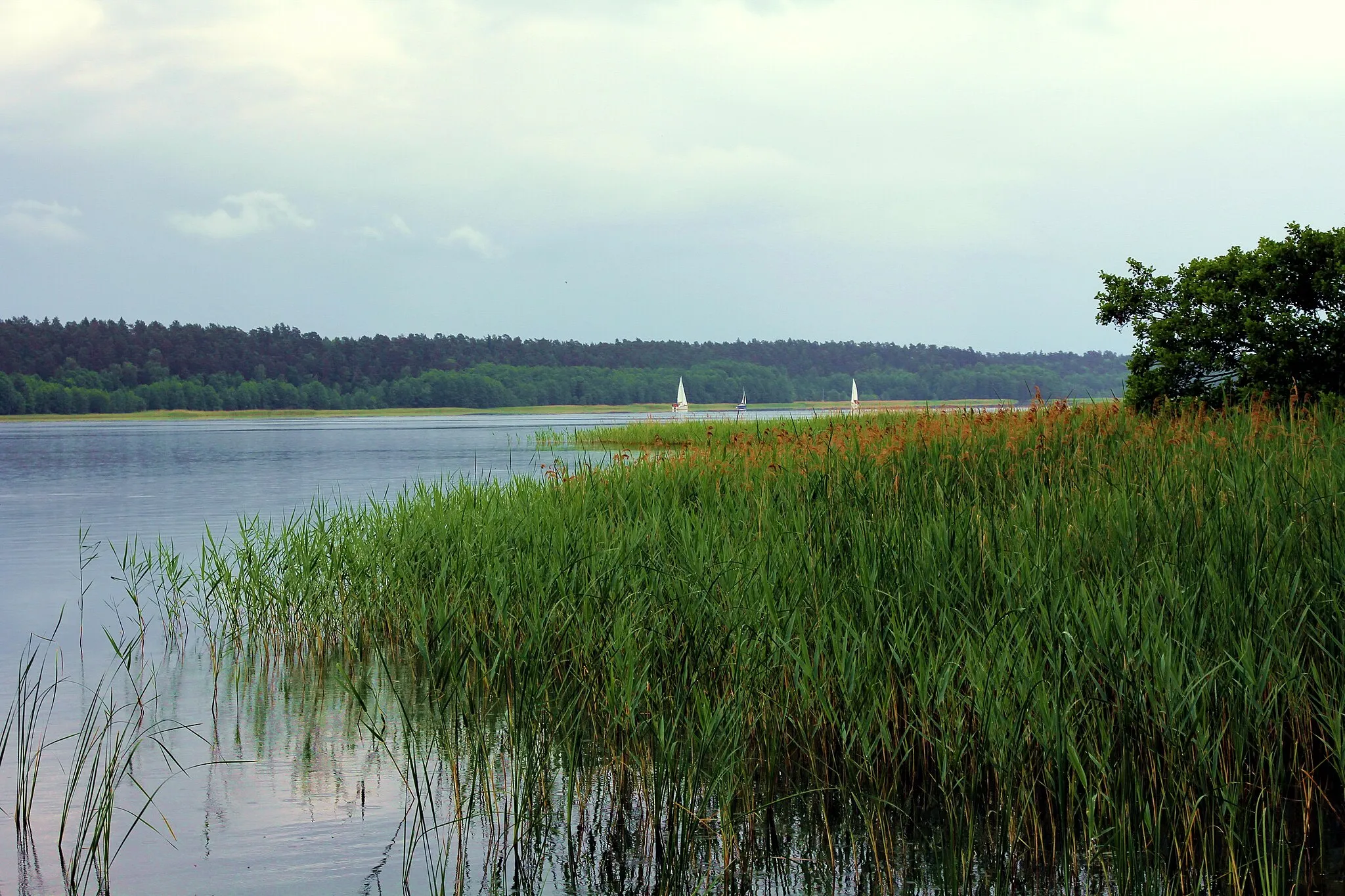 Photo showing: Jezioro Nidzkie. Widok z pomostu koło Leśniczówki Pranie na południowy - wschód.