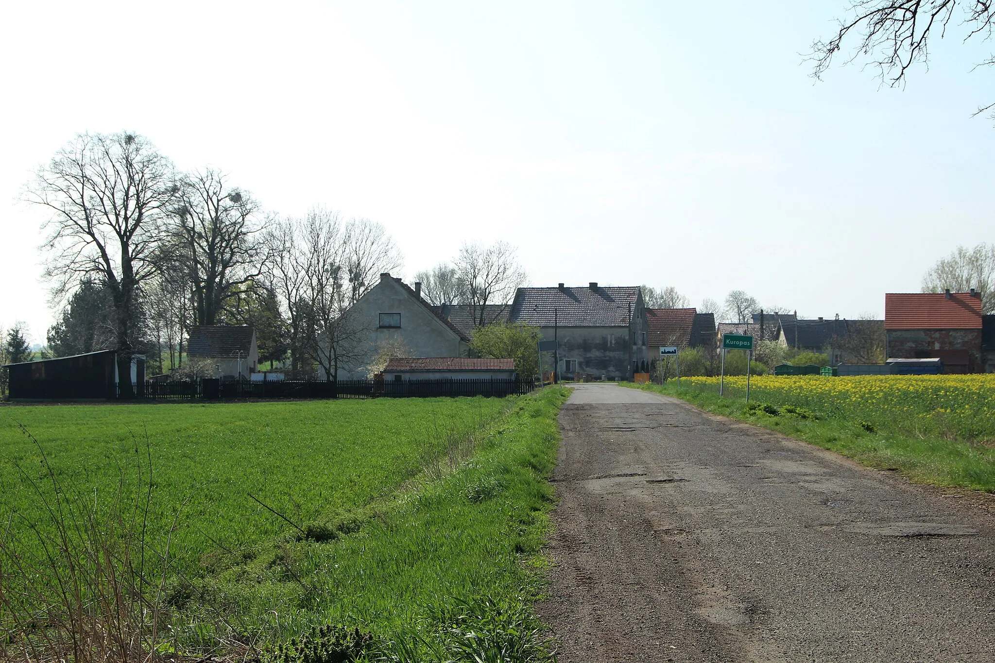 Photo showing: Kuropas – wieś w Polsce położona w województwie opolskim, w powiecie nyskim, w gminie Korfantów.