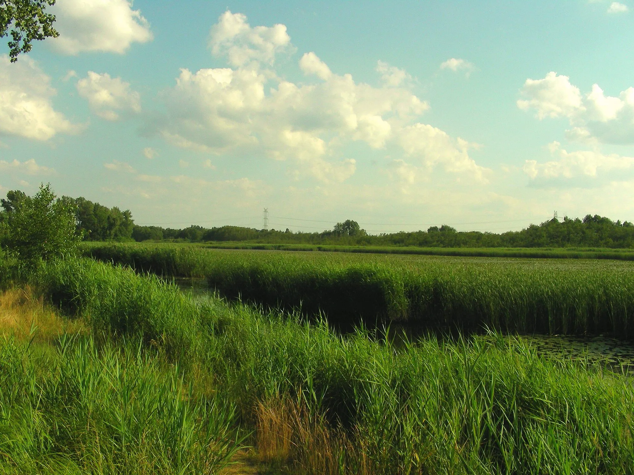 Photo showing: Rezerwat przyrody Staw Nowokuźnicki, gmina Prószków, województwo Opolskie, Polska