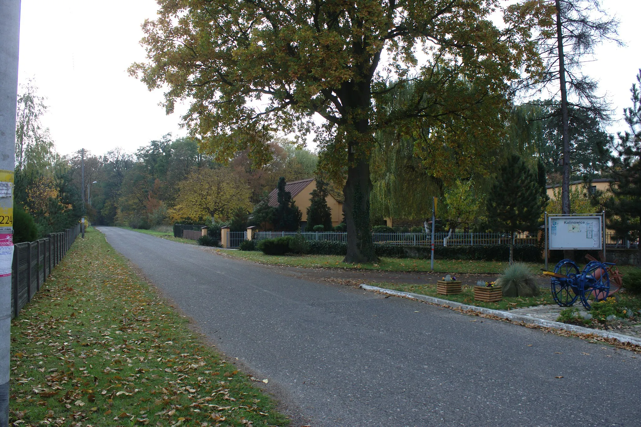 Photo showing: A tree on a common in Kalinowice, Opole Voivodeship, PL