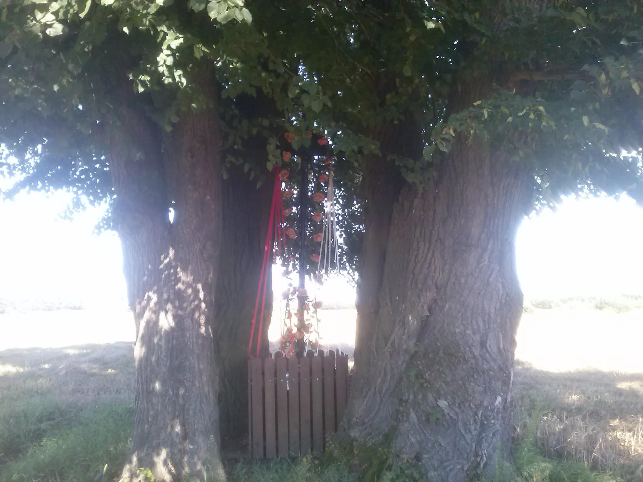 Photo showing: Krzyż w otoczeniu zabytkowych drzew na polach Woli Buchowskiej (Dąbrowy), przy DW nr 77
