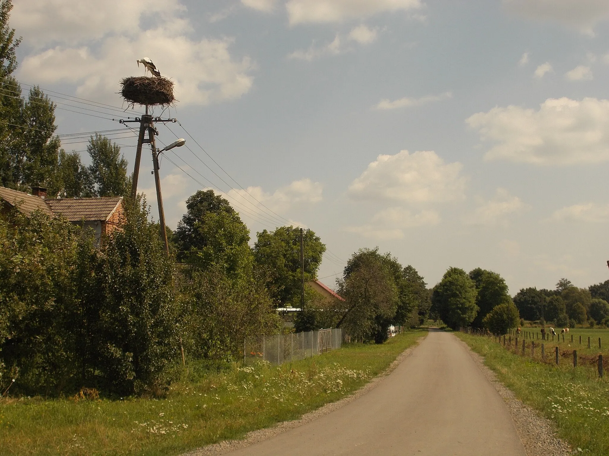 Photo showing: Bocianie gniazdo w miejscowości Tuchla