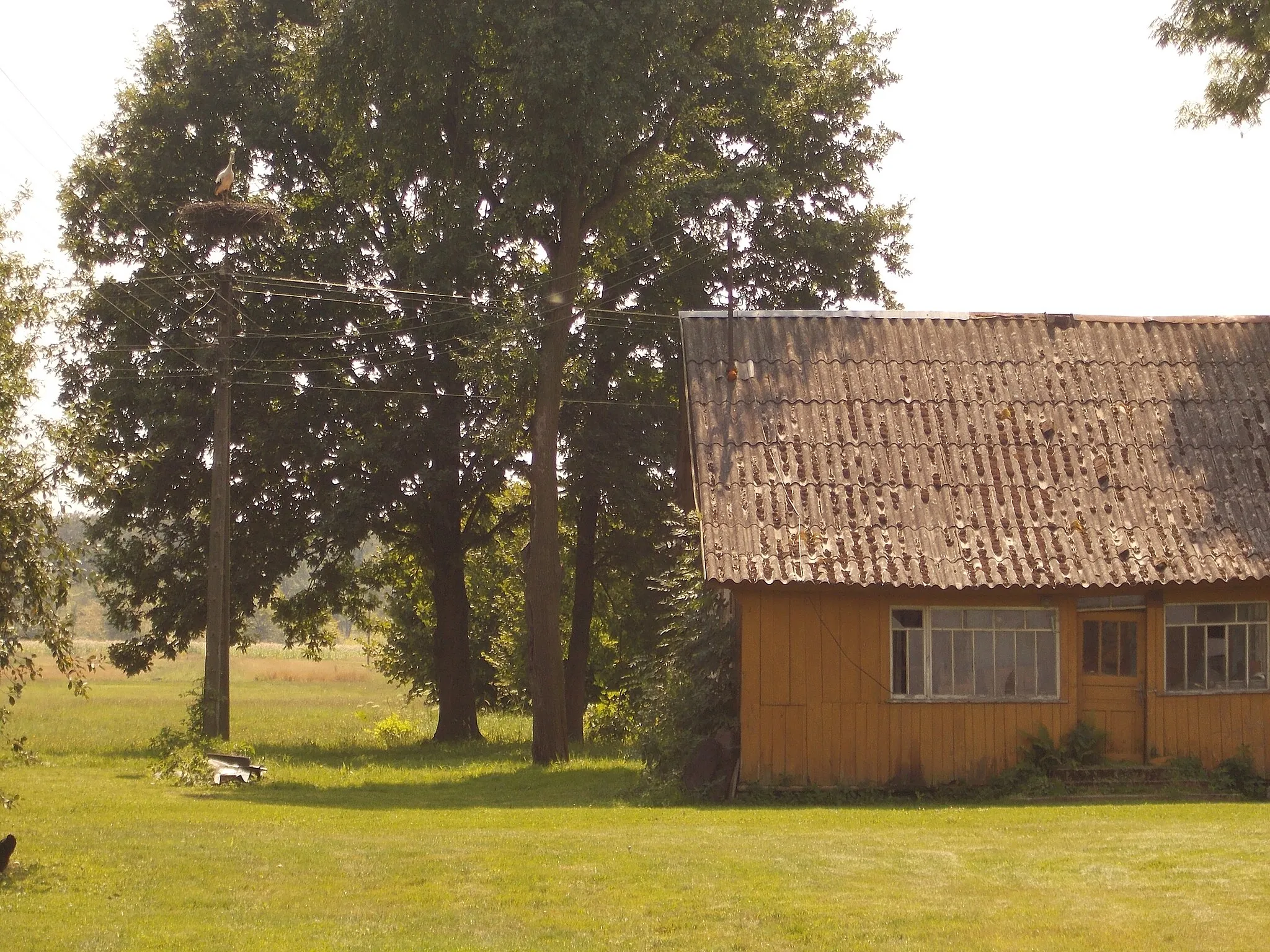 Photo showing: Bocianie gniazdo w miejscowości Nowy Dzików