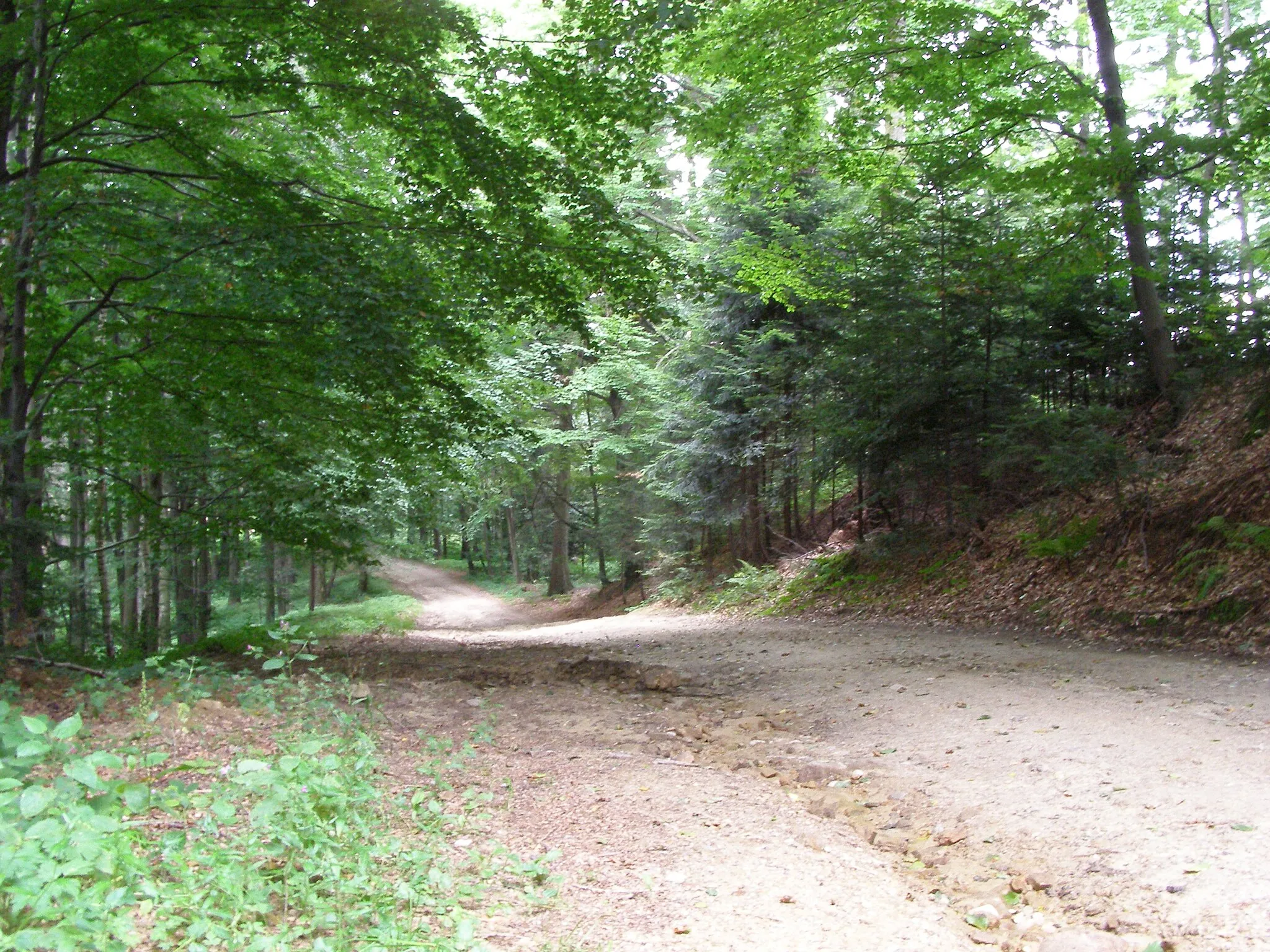 Photo showing: Uniszowa - forest road to the Brzanka mountain; The Brzanka Range Landscape Park