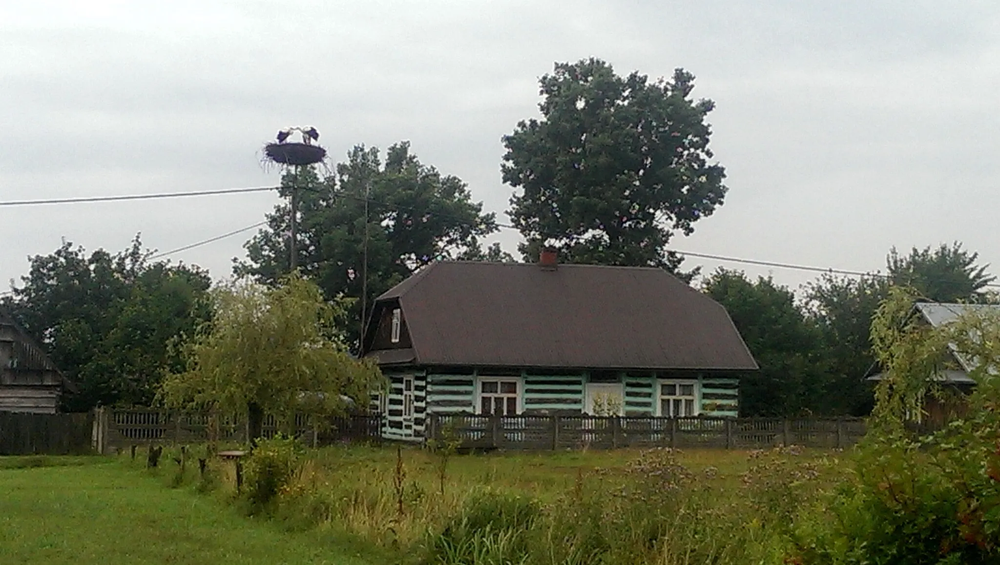 Photo showing: Rogóźnia, gniazdo bociana