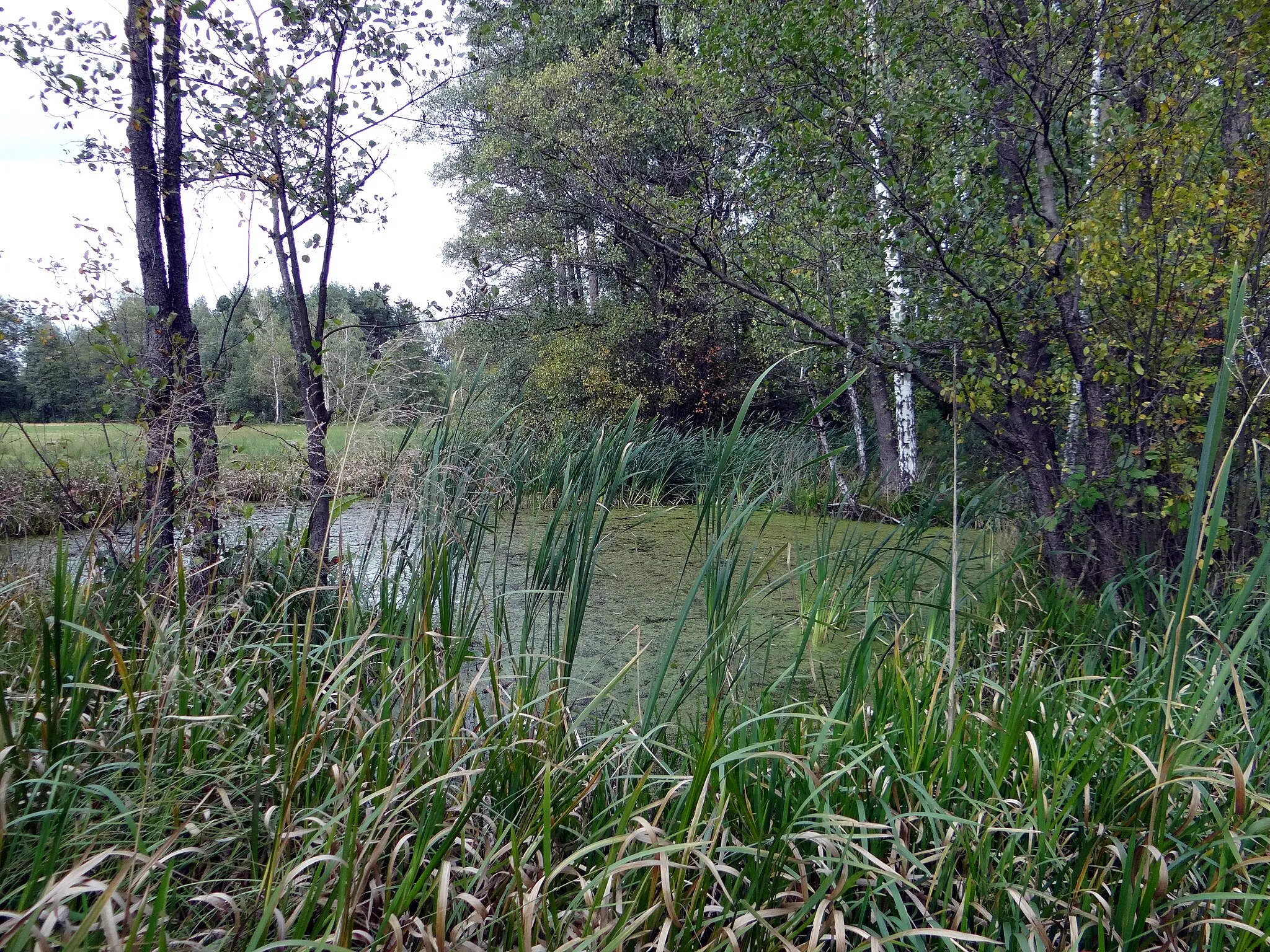 Photo showing: Swamps in Dąbrowica