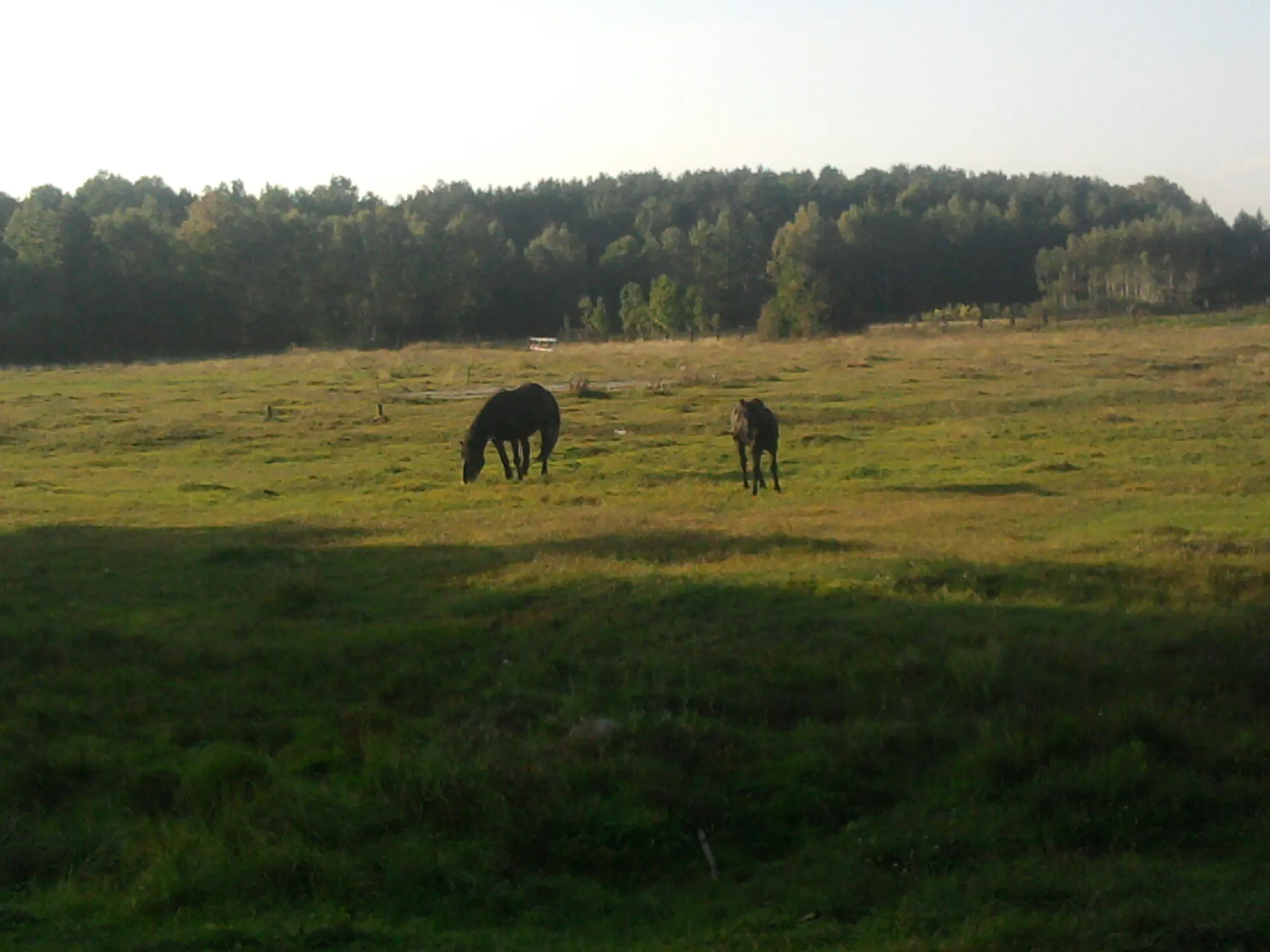 Photo showing: Konie na błoniu w Wolinie