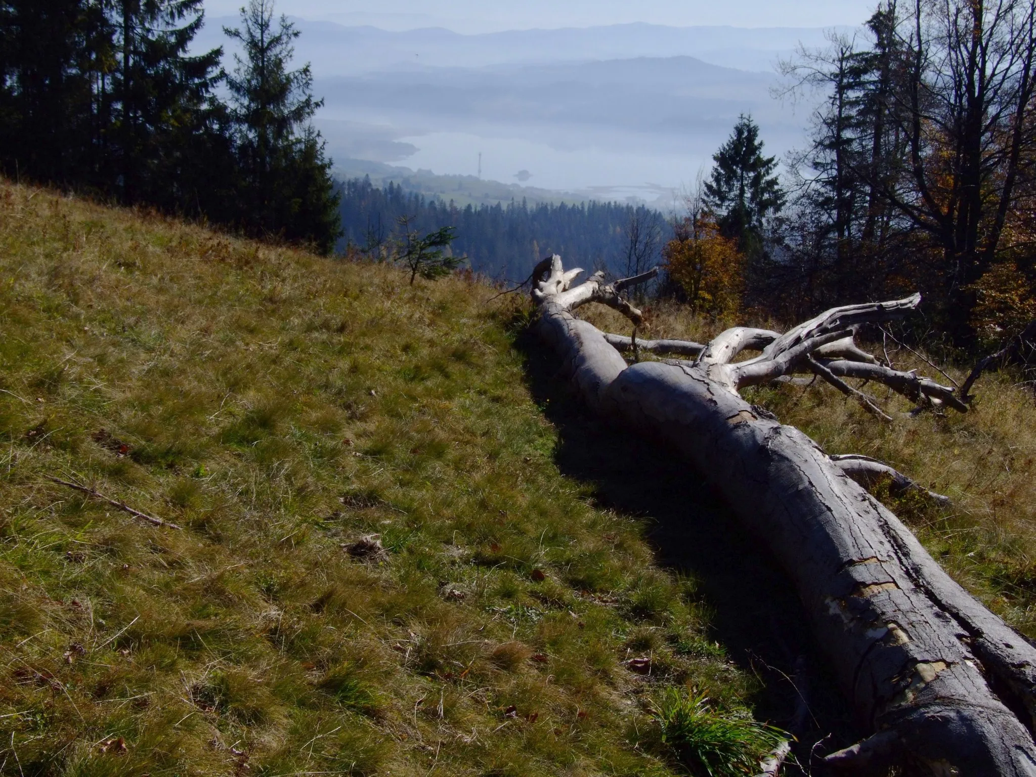 Photo showing: Fragment polany pod szczytem Bukowinka w Gorcach. Widok na Zbiornik Czorsztyński i Pieniny