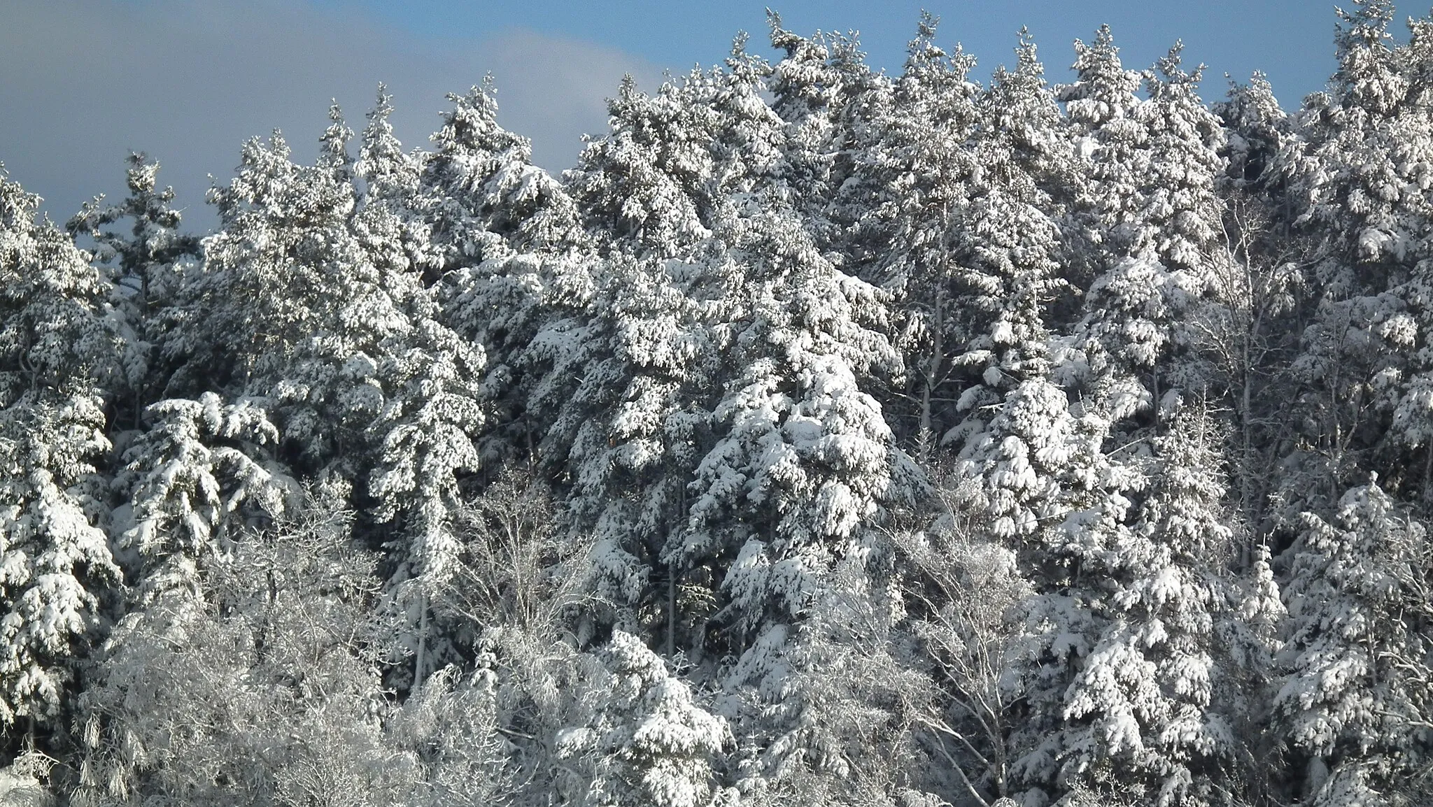 Photo showing: Gorlice Góra Parkowa