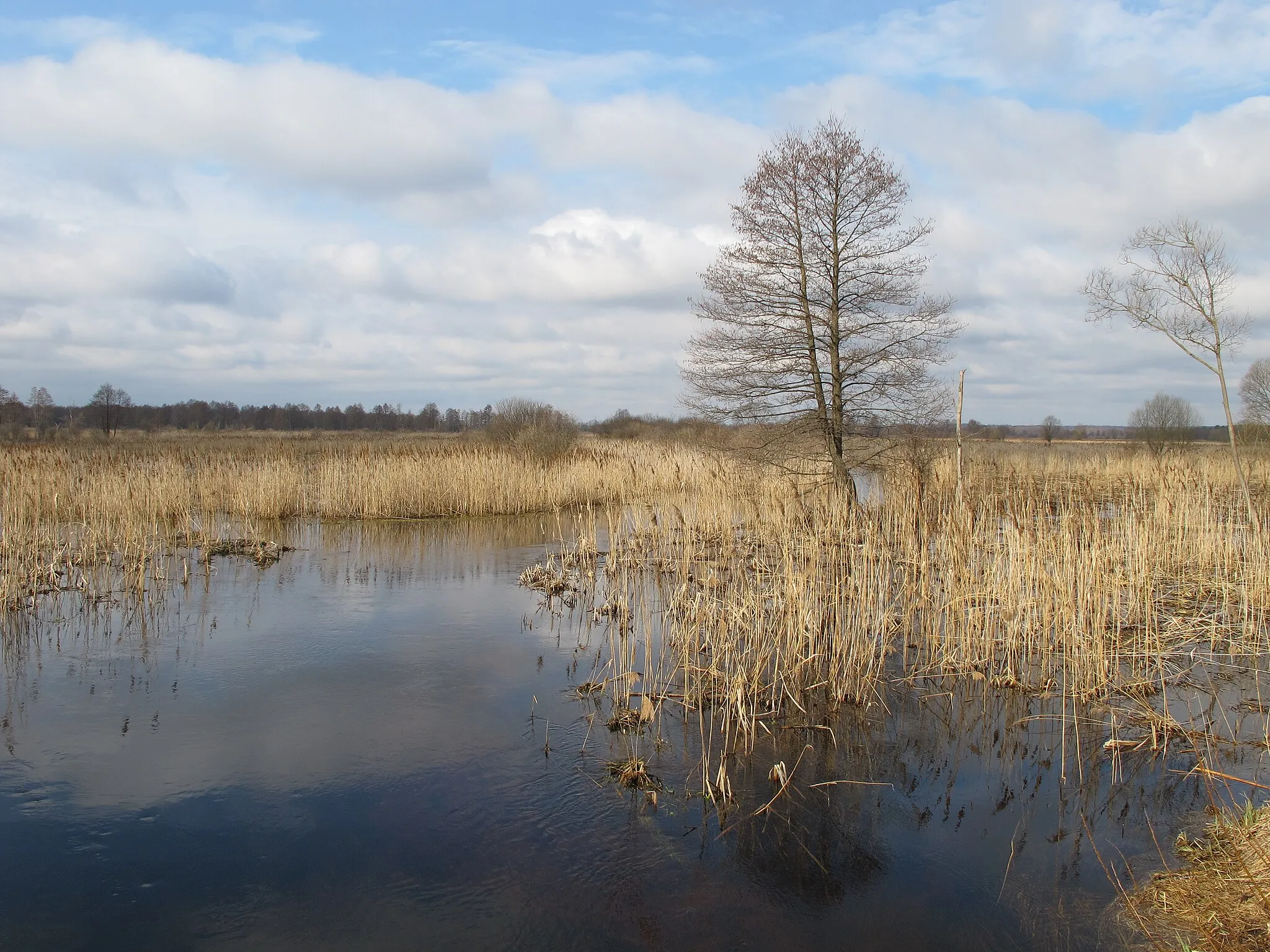 Photo showing: Marshes and flood-meadows on the braided channels Narew's floodplains, seen from a road between Pańki and Rzędziany villages. Area belongs to NPN.