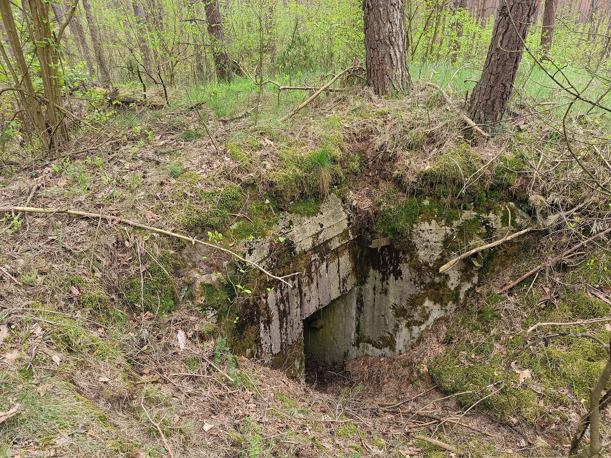 Photo showing: Jednokondygnacyjny, jednoizbowy schron do ognia czołowego ckm (PDOT). Oznaczenie Kriepost 64-GL-06, typ PDOT(m)-1-L, Punkt Oporu Głębocz, 64 Zambrowski Rejon Umocniony, Linia Mołotowa. Uzbrojenie: 1 x PK-4b (ckm, niezamontowany pancerz).